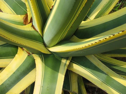 Agave Americana Variegata, Century Plant - Image 3