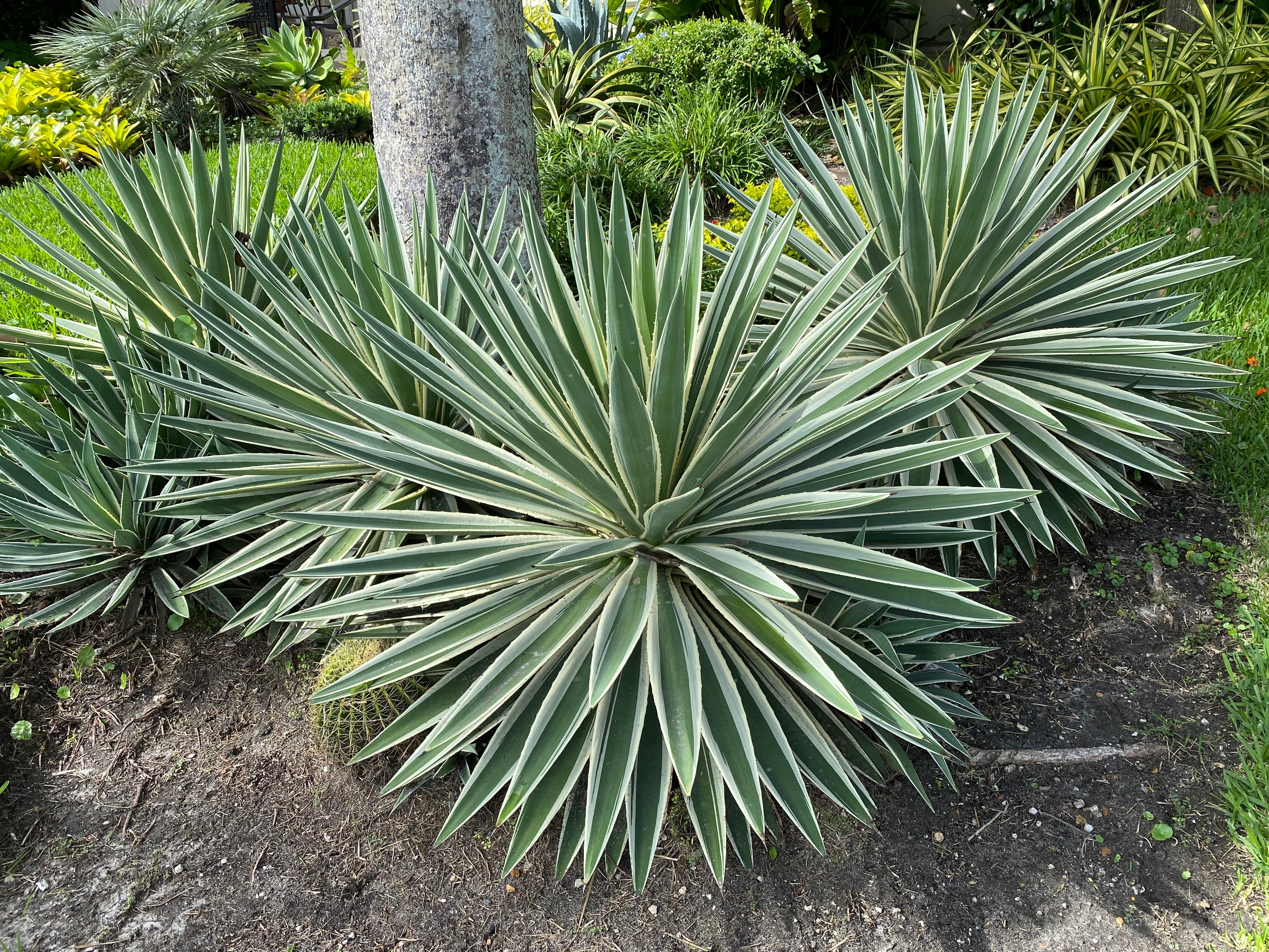 Agave Angustifolia, Caribbean Agave - Image 10