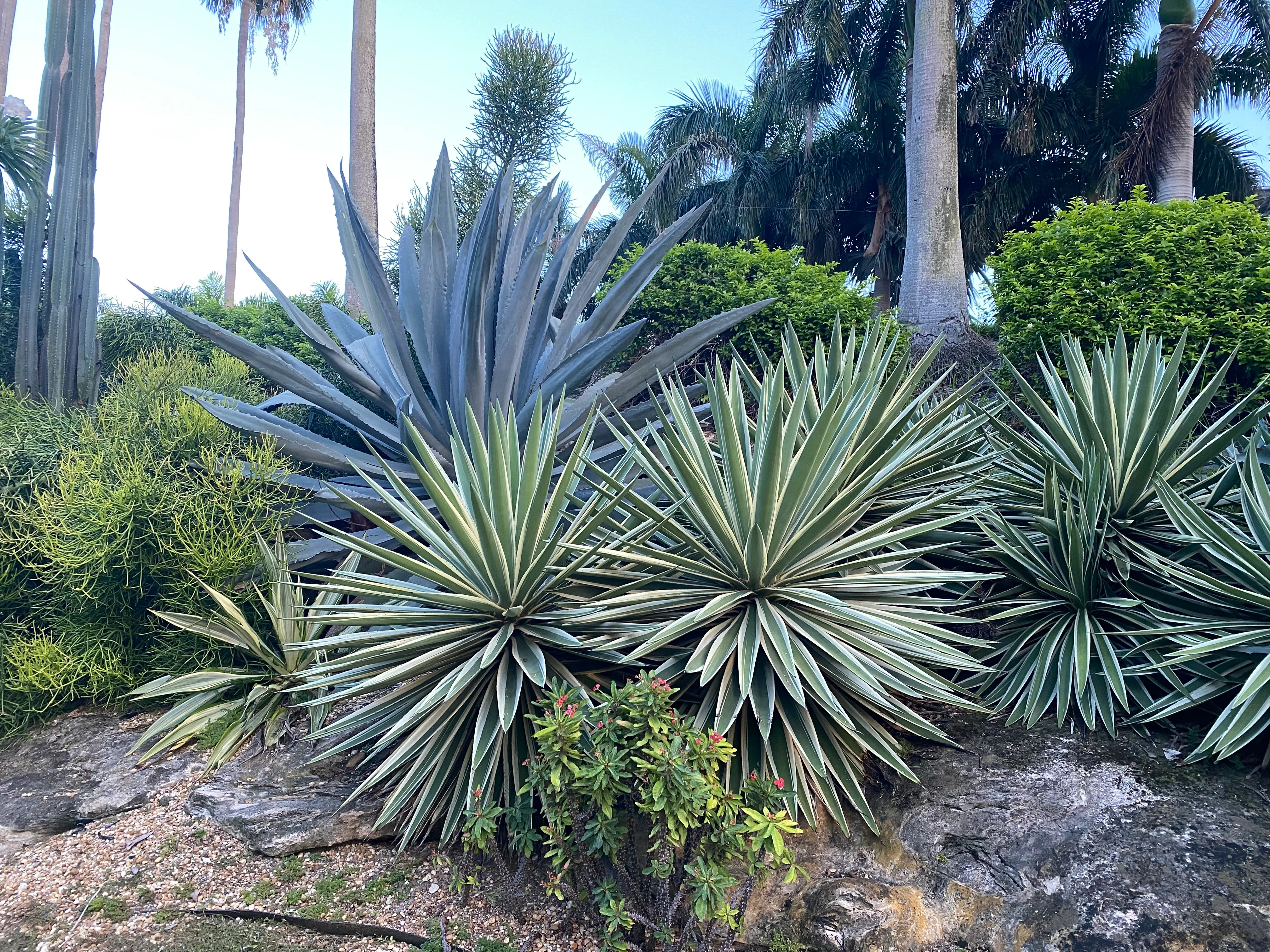 Agave Angustifolia, Caribbean Agave - Image 11