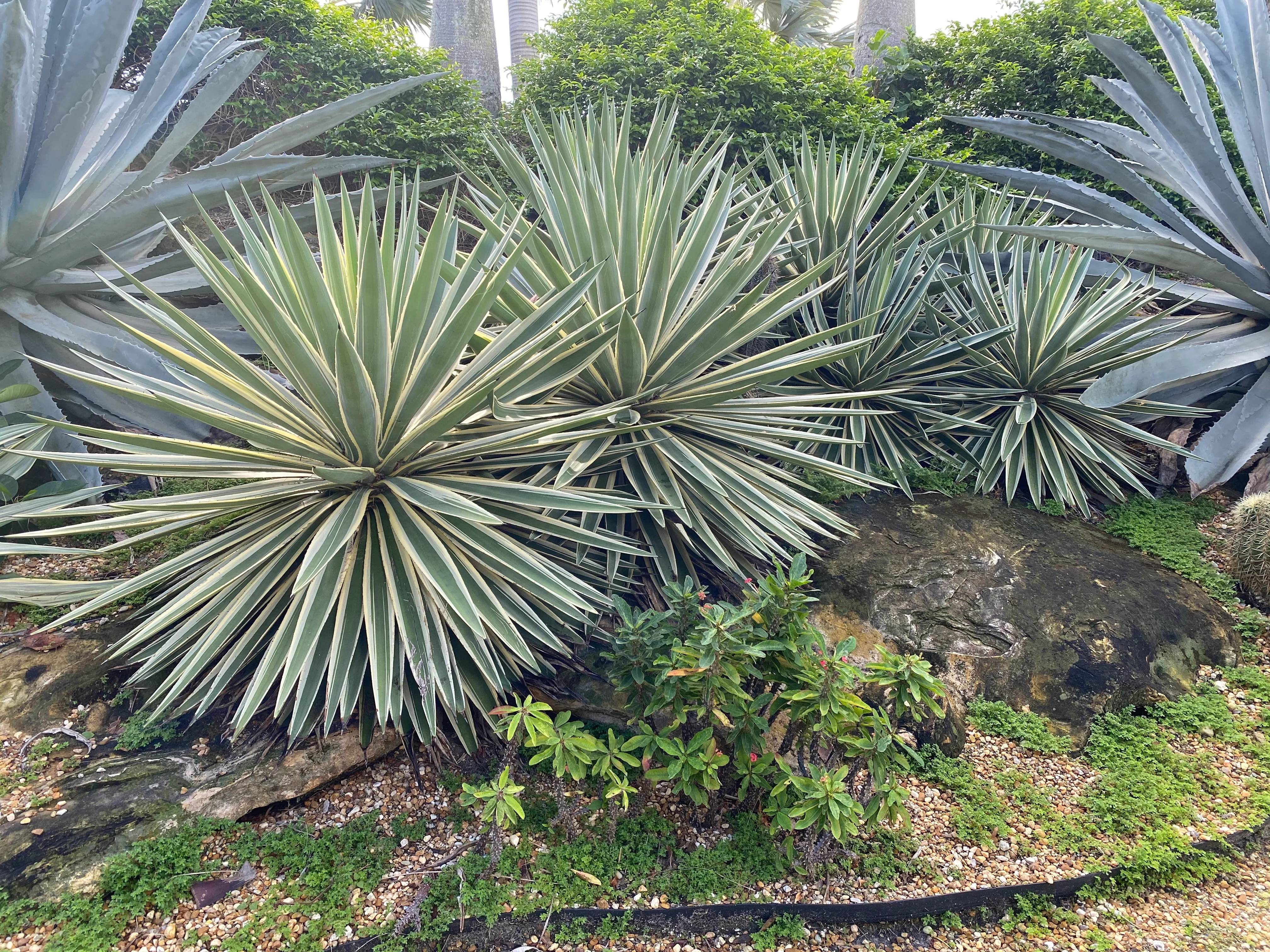 Agave Angustifolia, Caribbean Agave - Image 4