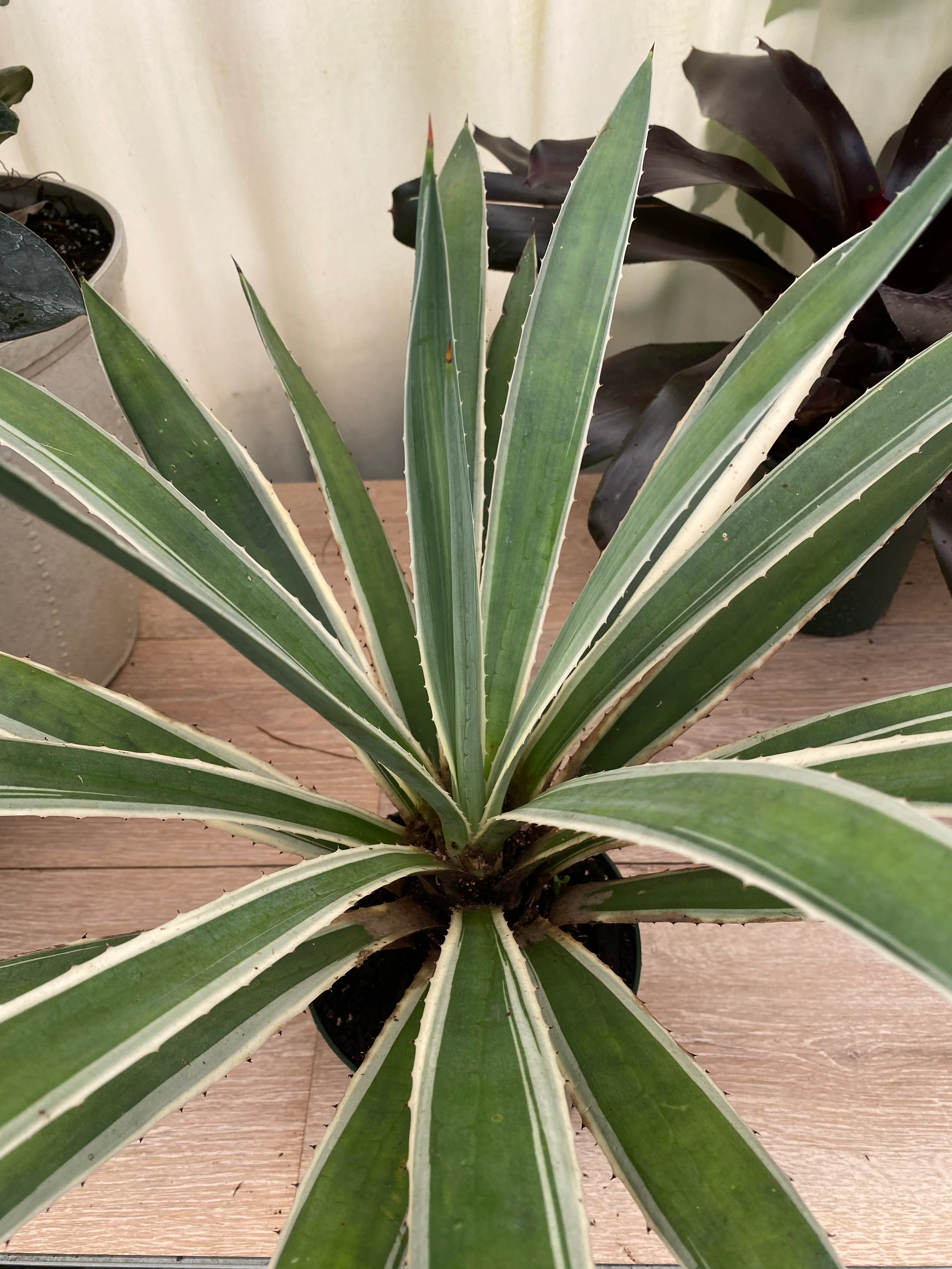 Agave Angustifolia, Caribbean Agave - Image 7