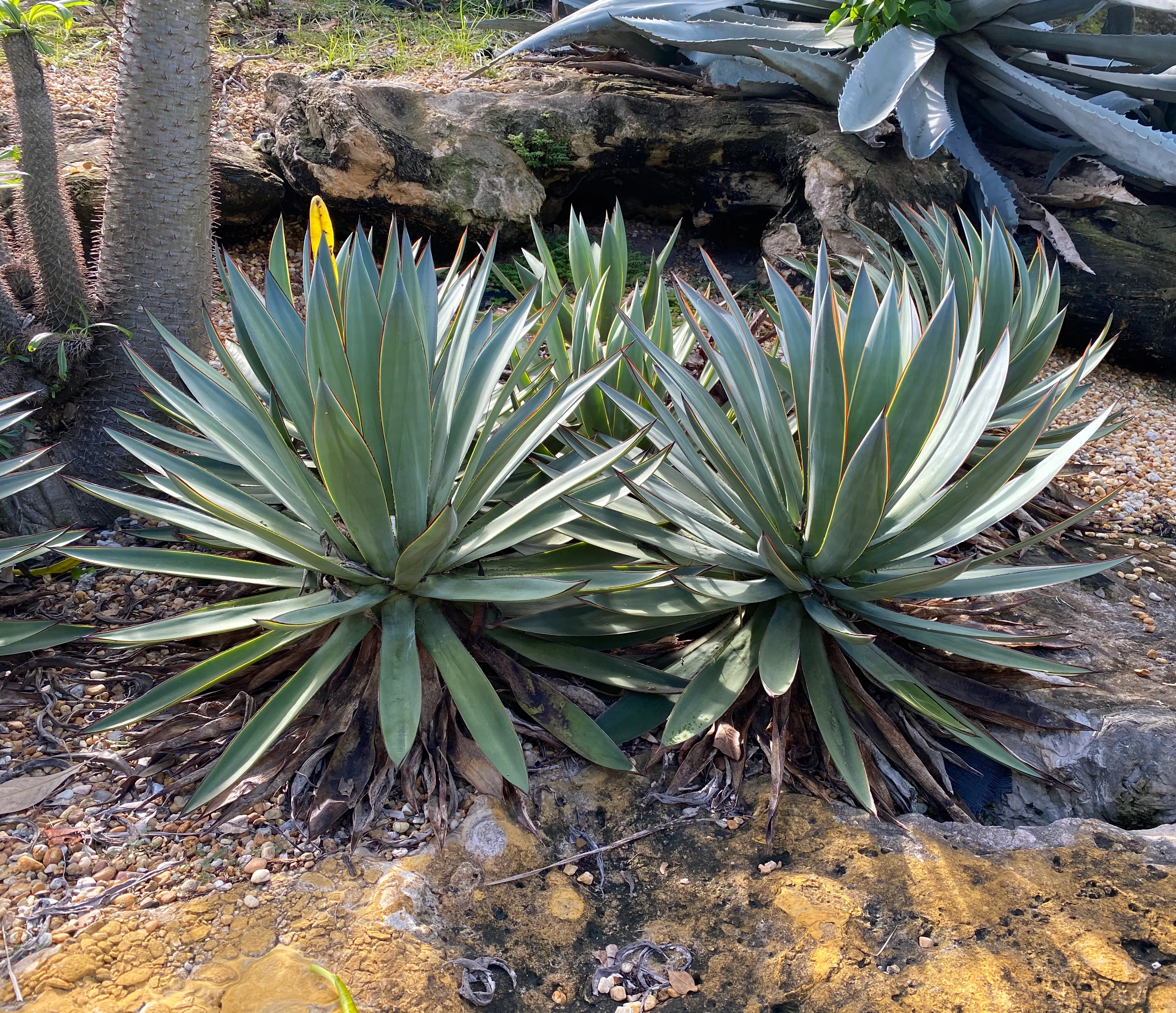 Agave Angustifolia, Caribbean Agave - Image 9