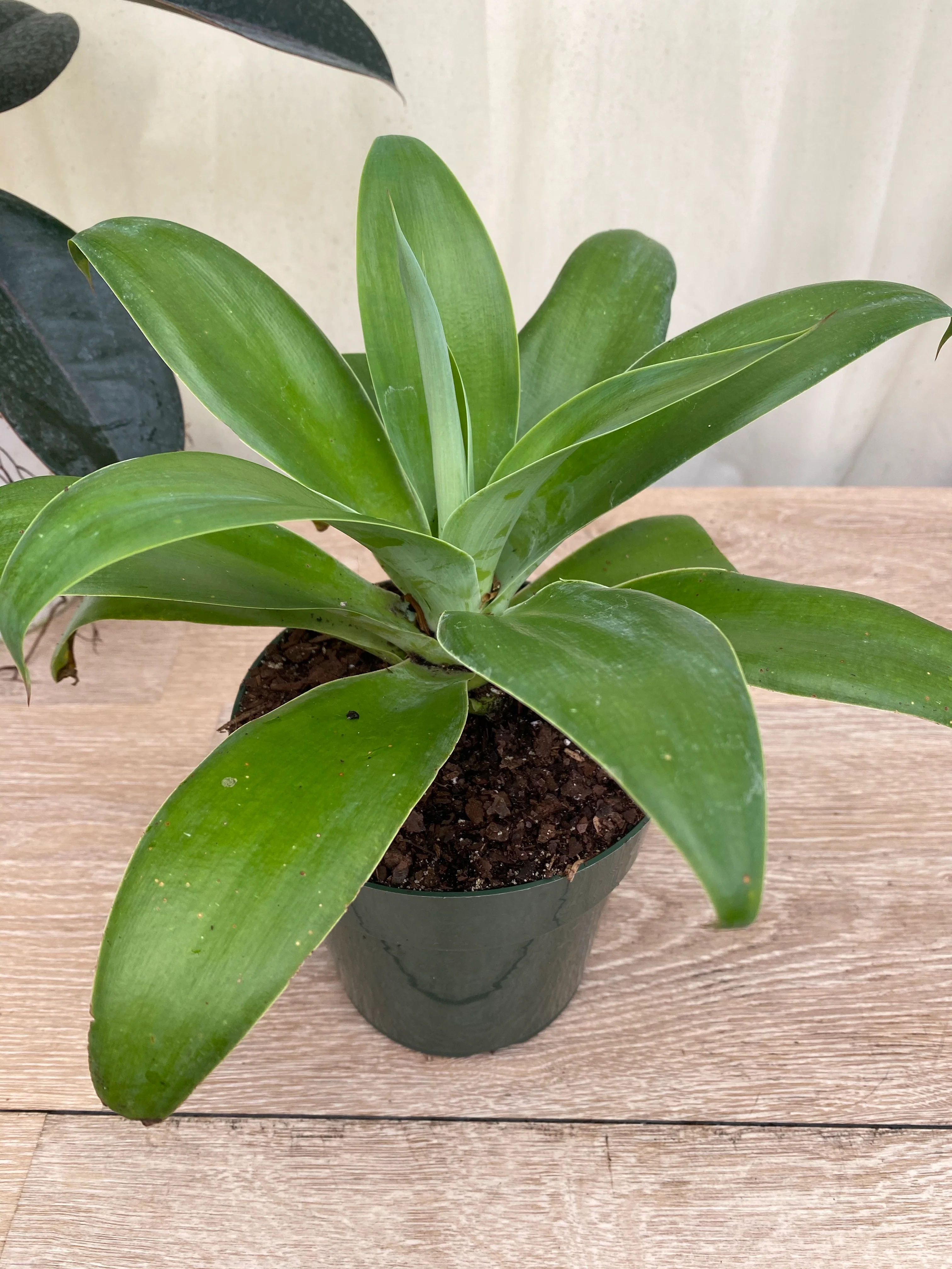Foxtail Agave Attenuata 'Ray Of Light' - Image 3