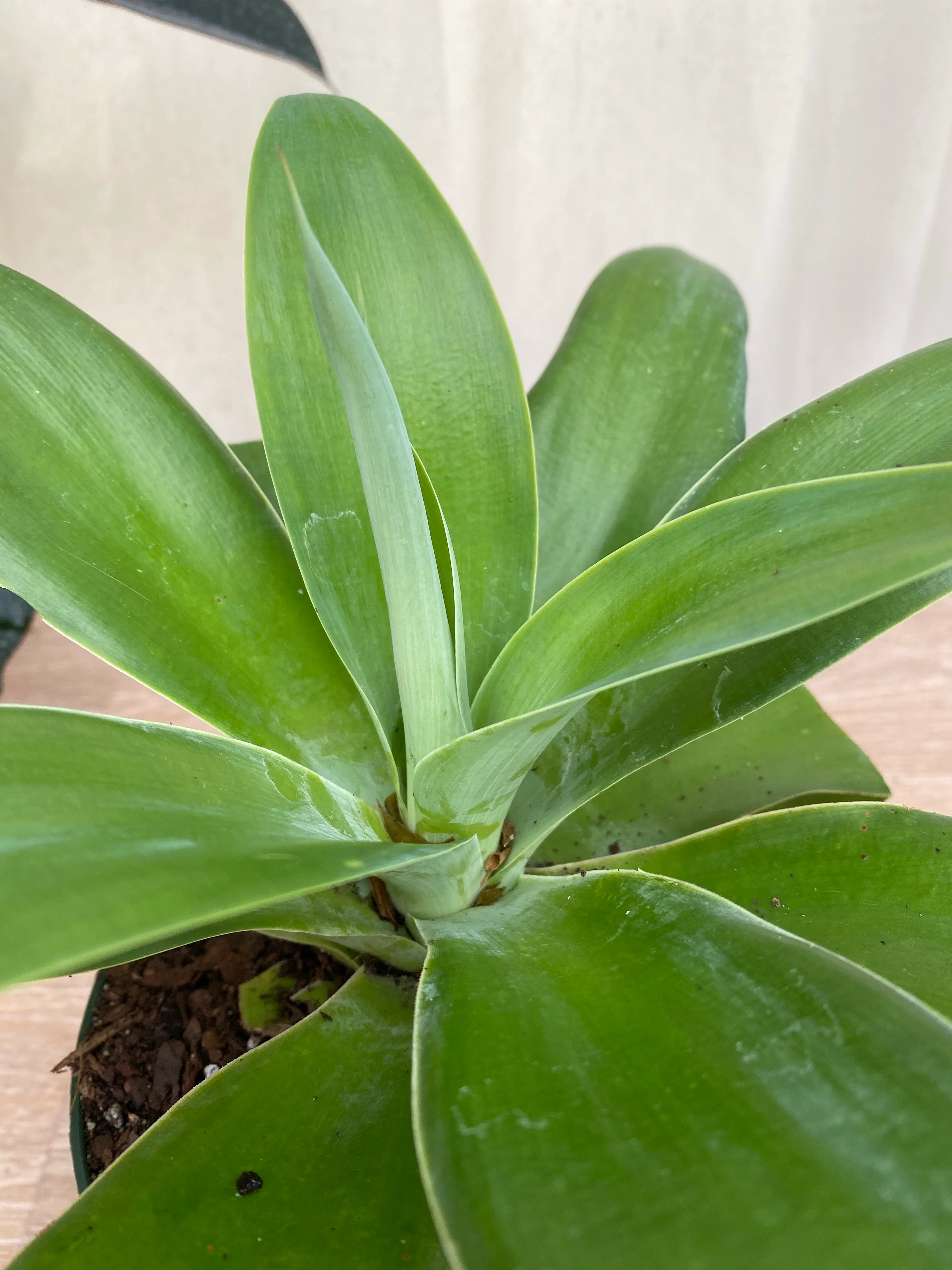 Foxtail Agave Attenuata 'Ray Of Light' - Image 4