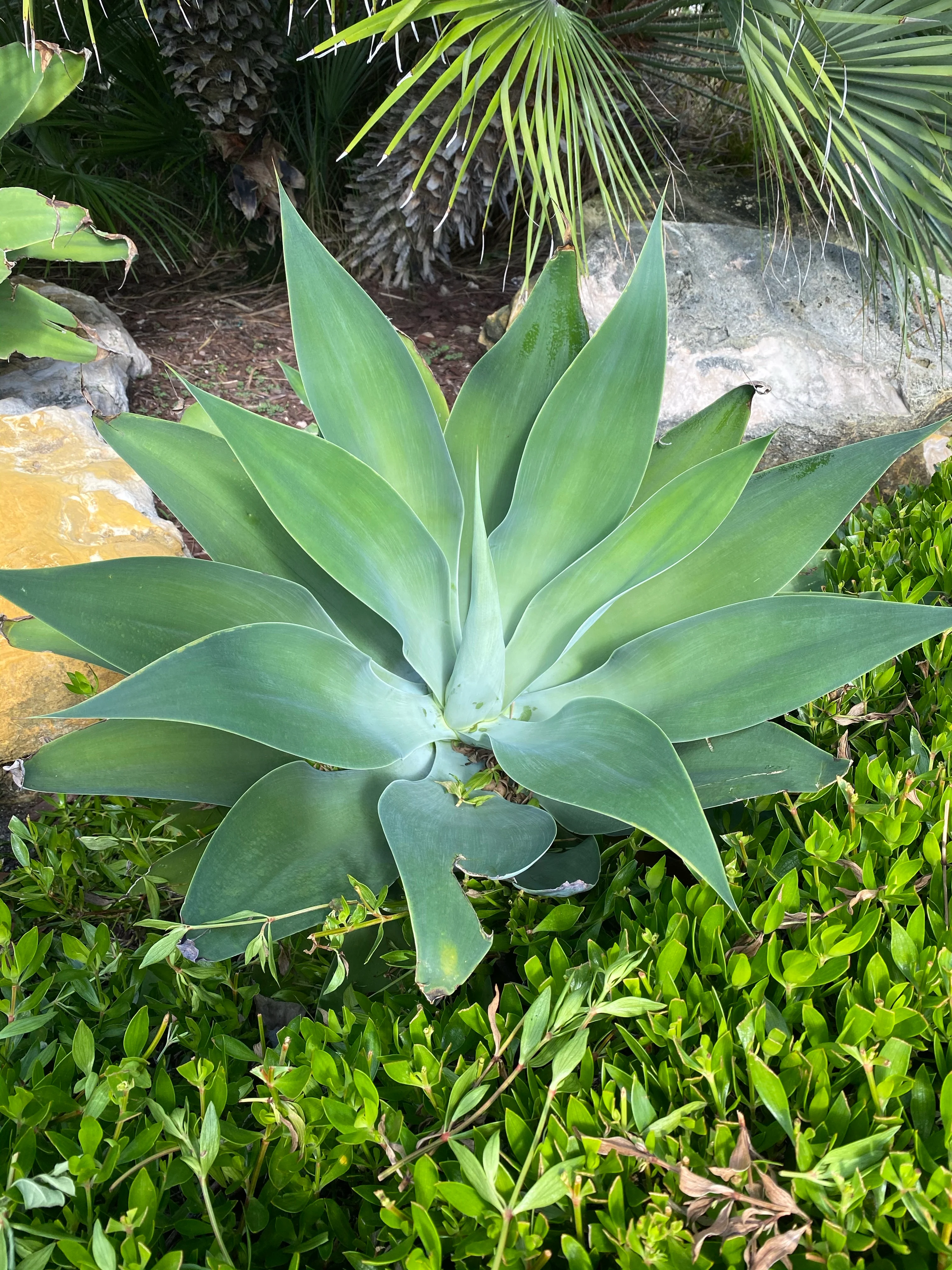 Agave Blue Flame - Image 5