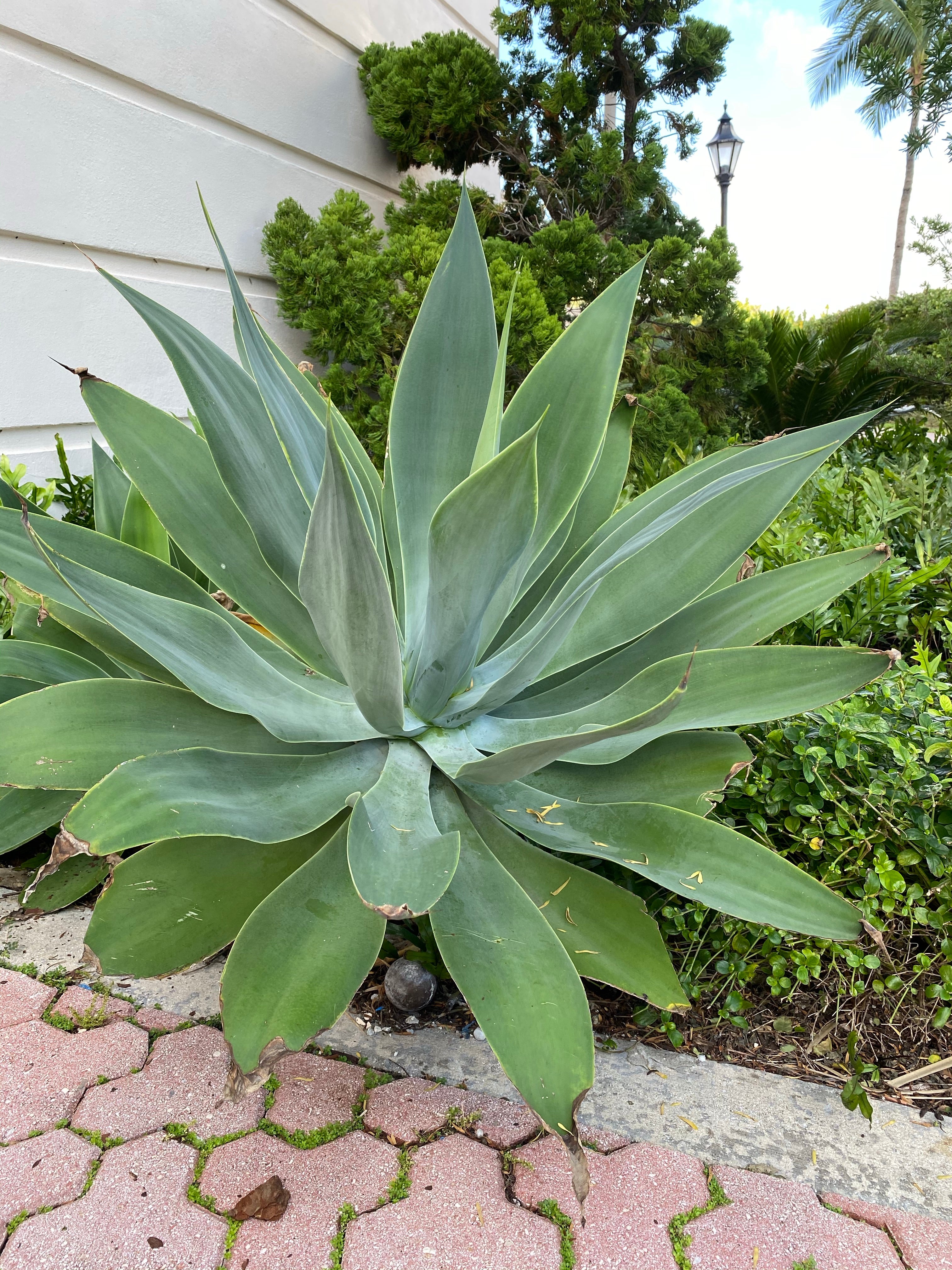 Agave Blue Flame - Image 6