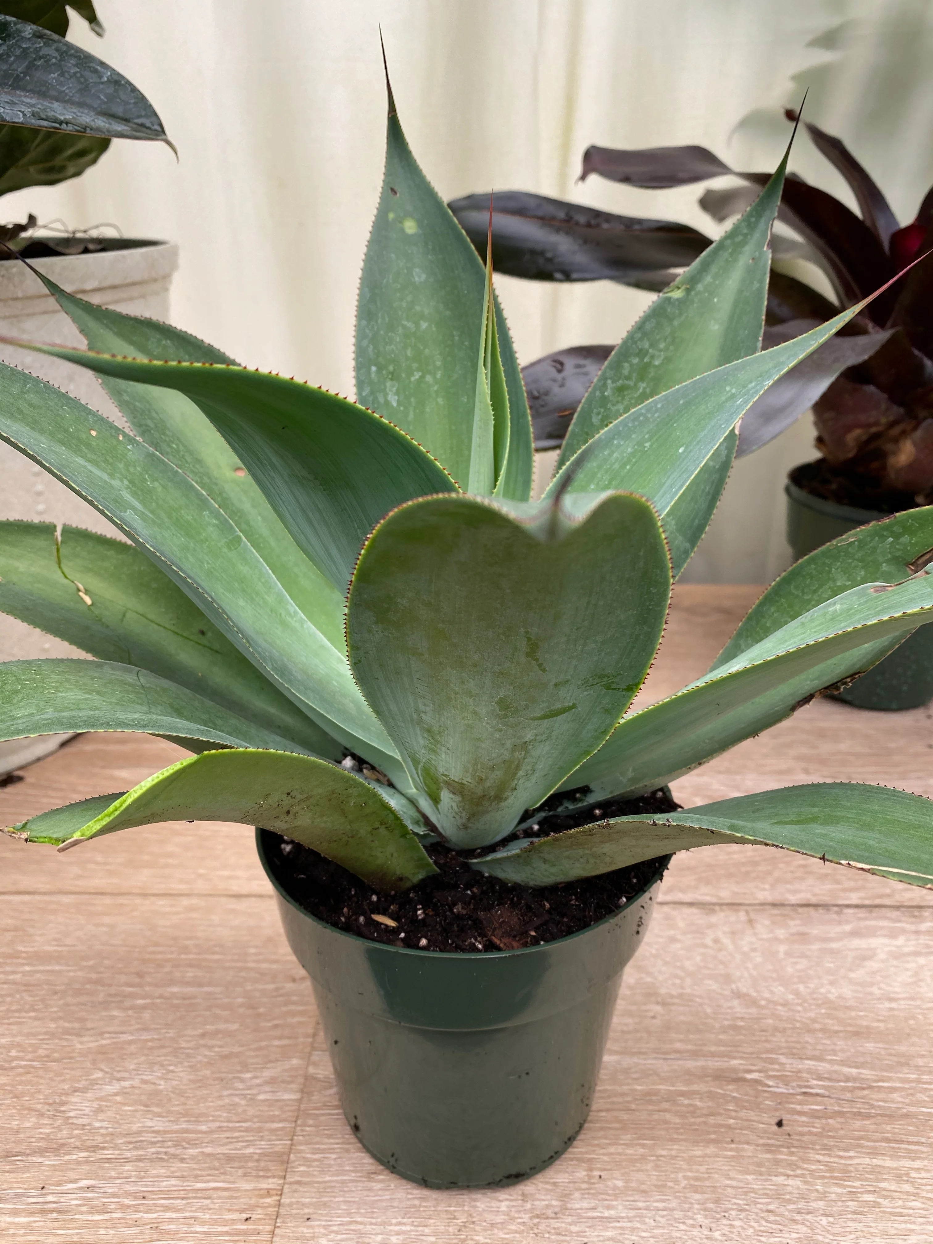 Agave Blue Flame - Image 3