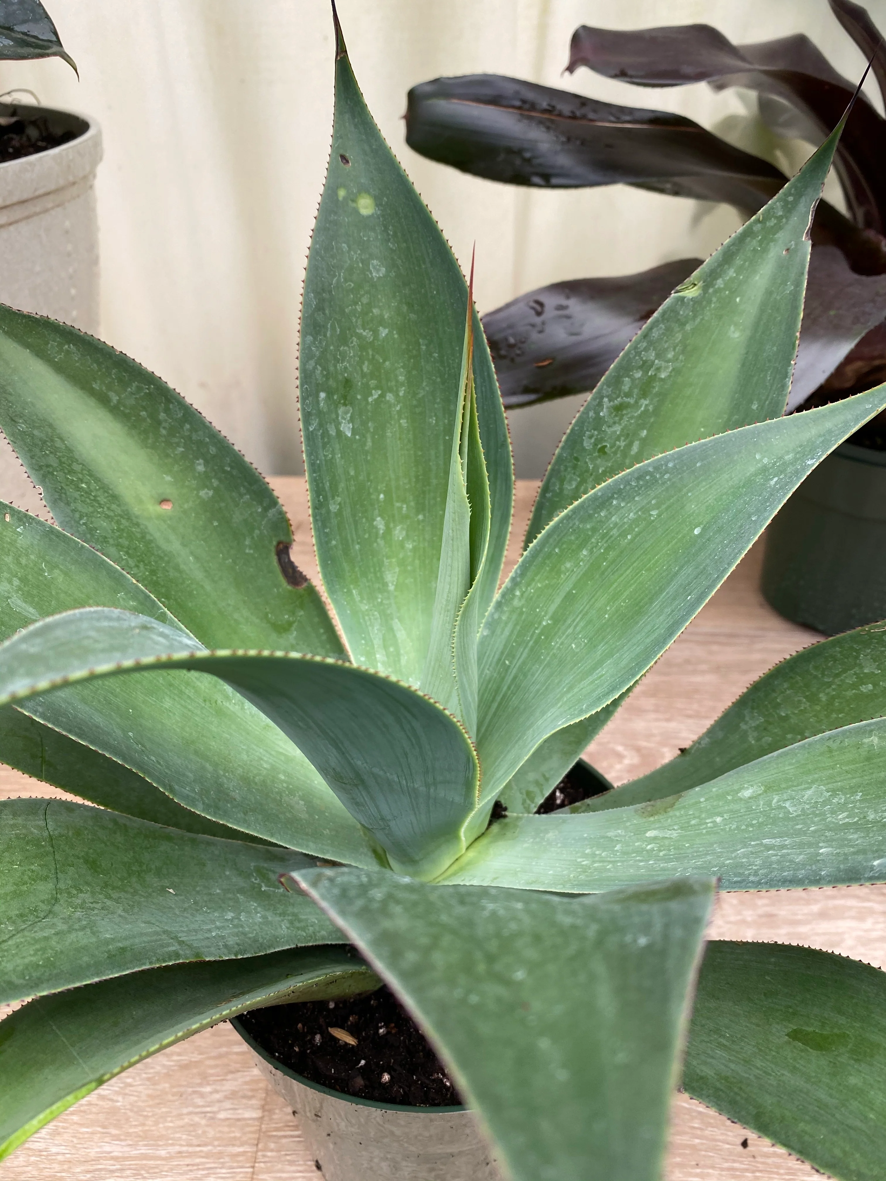 Agave Blue Flame - Image 4