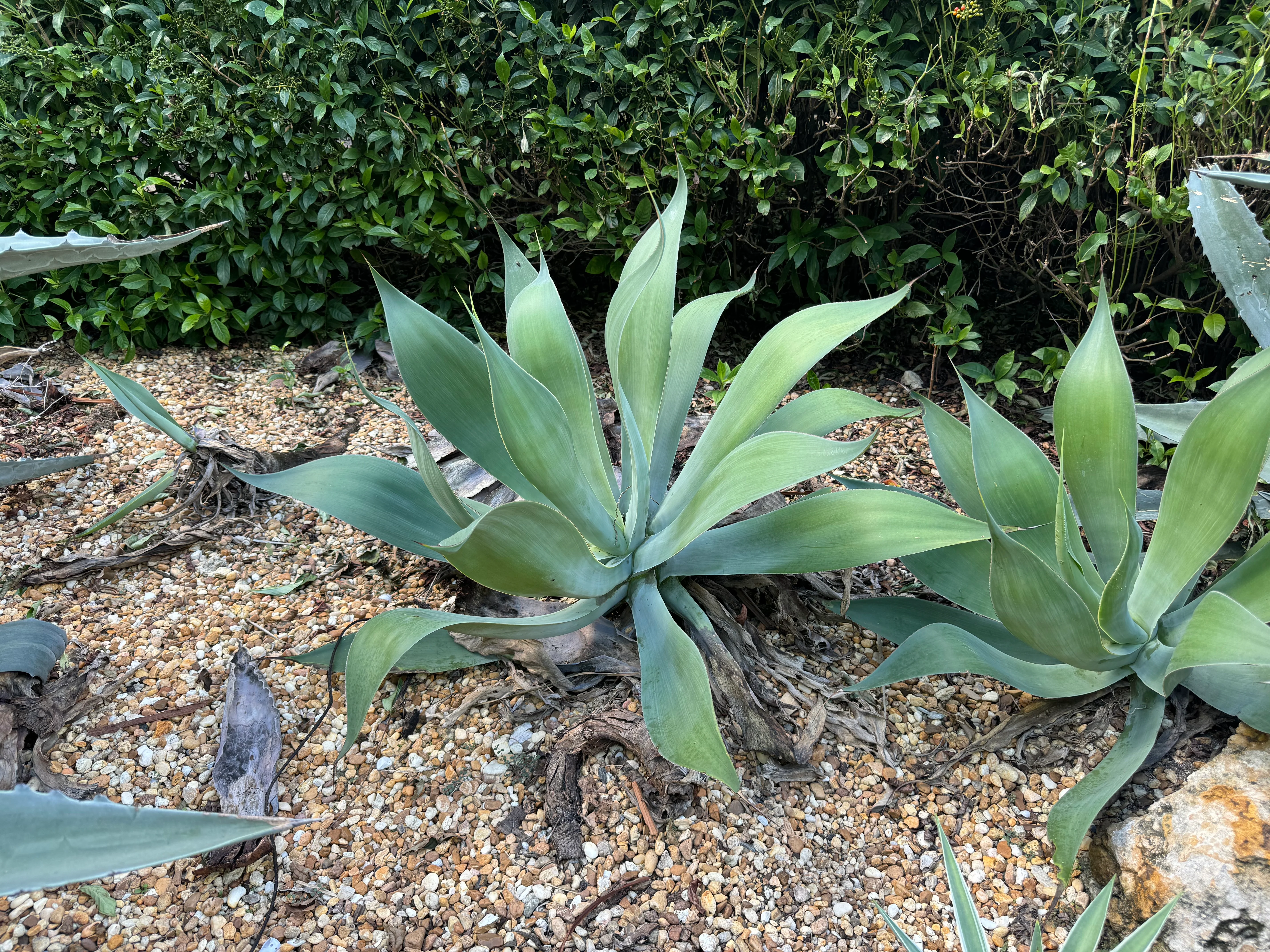 Agave Blue Flame - Image 8