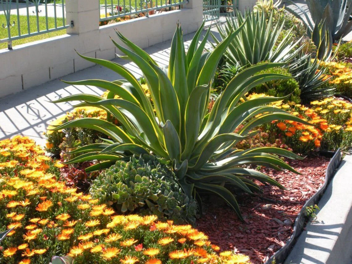 Agave Desmettiana Lurida - Image 3