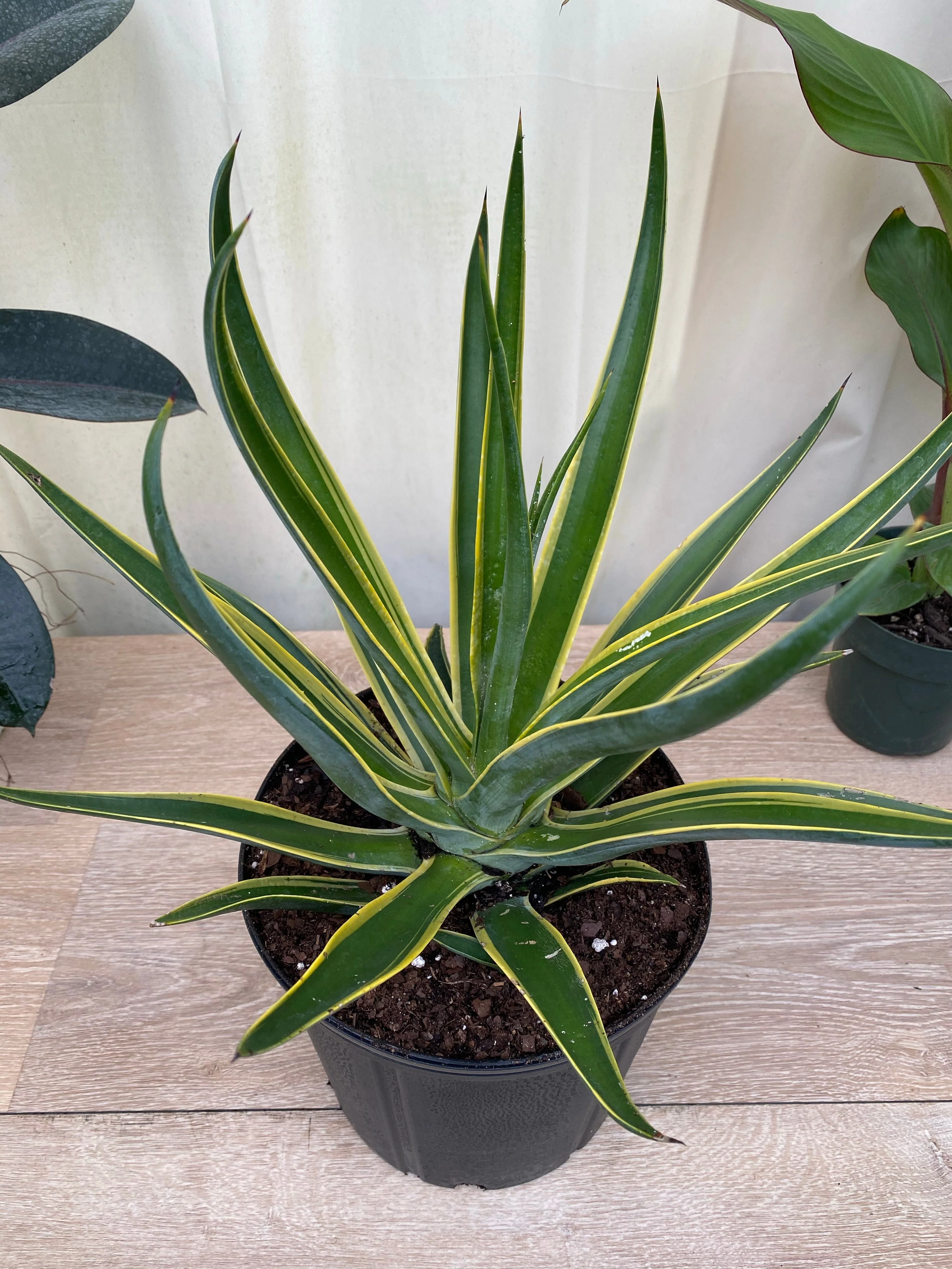 Agave Desmettiana Lurida - Image 4