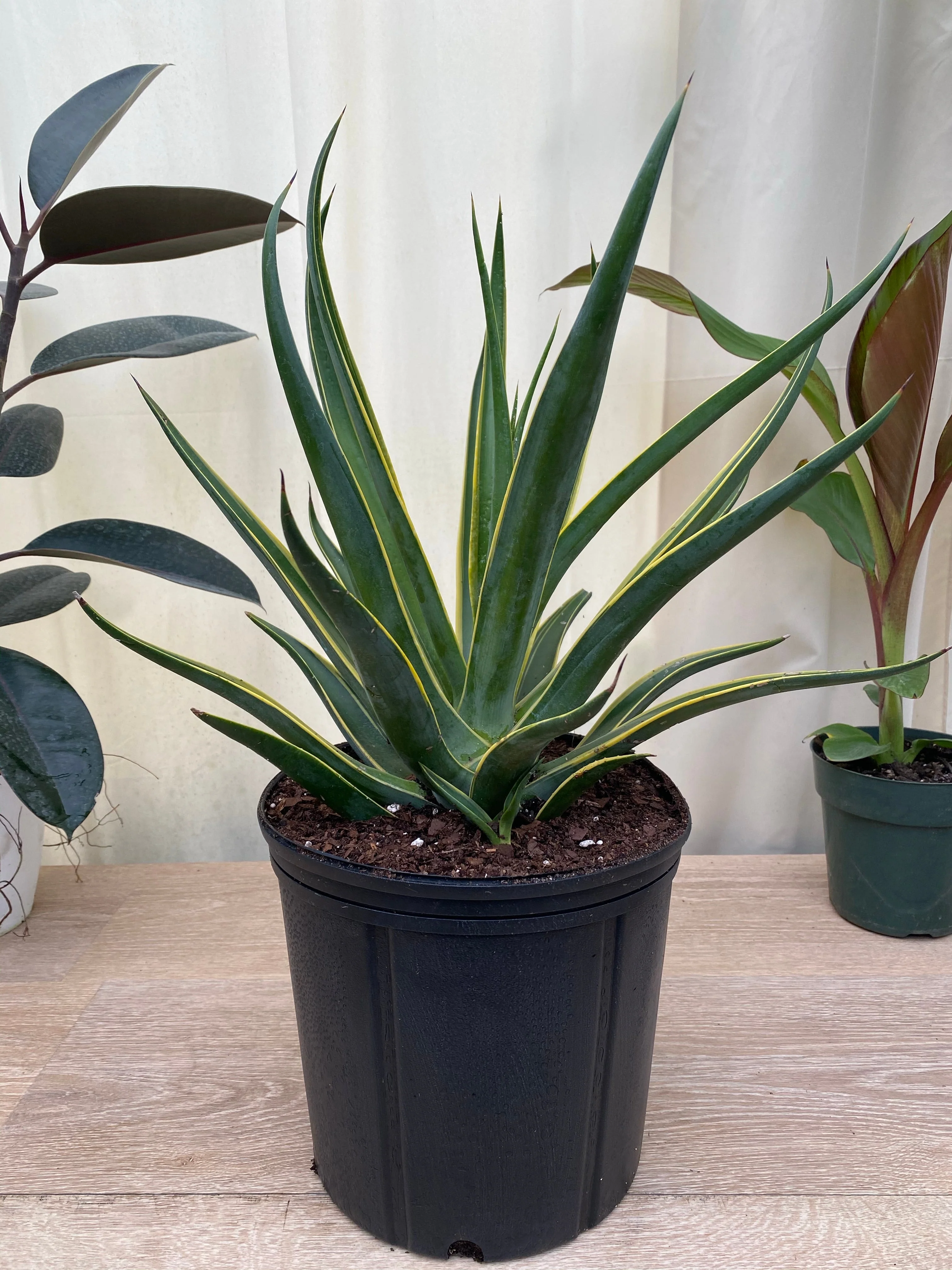 Agave Desmettiana Lurida - Image 6