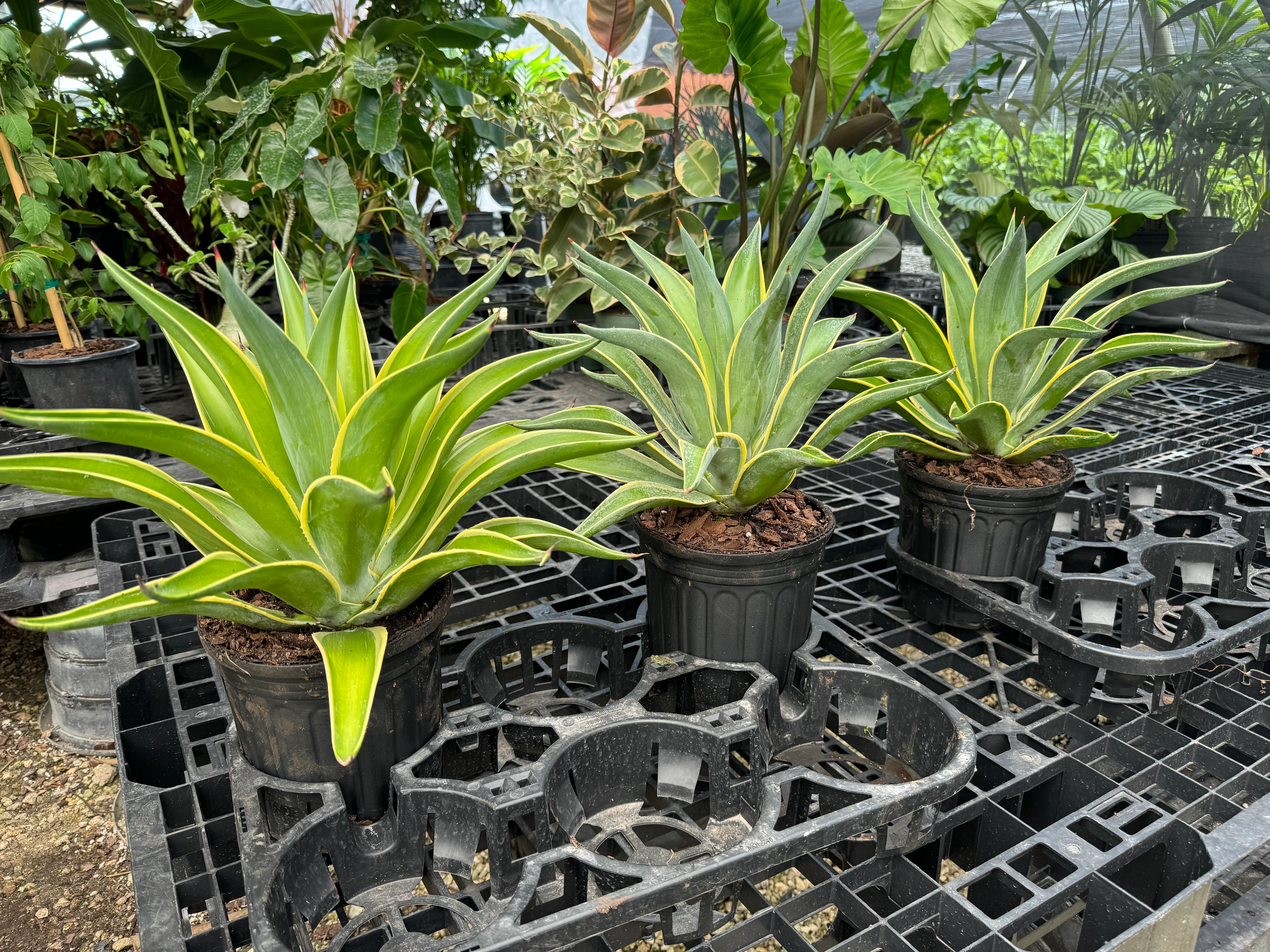 Agave Desmettiana Lurida - Image 7