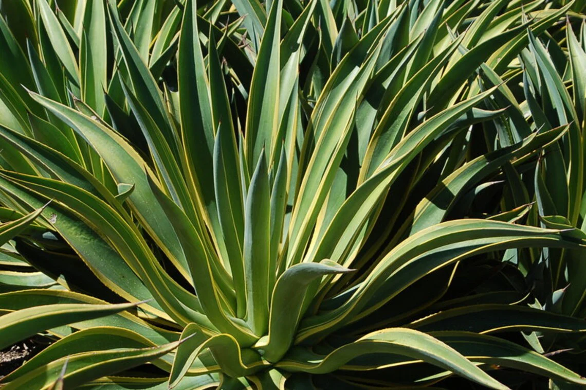 Agave Desmettiana Lurida - Image 8