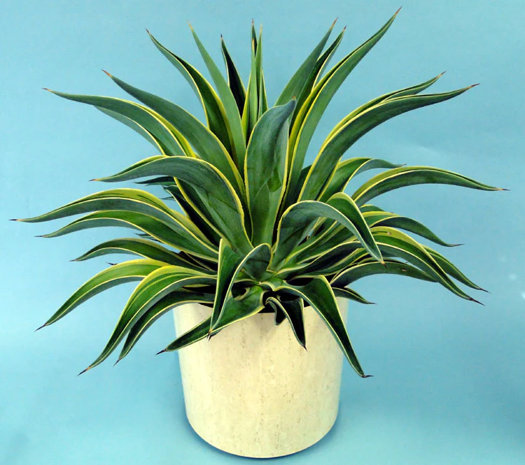 Agave Desmettiana Lurida - Image 9