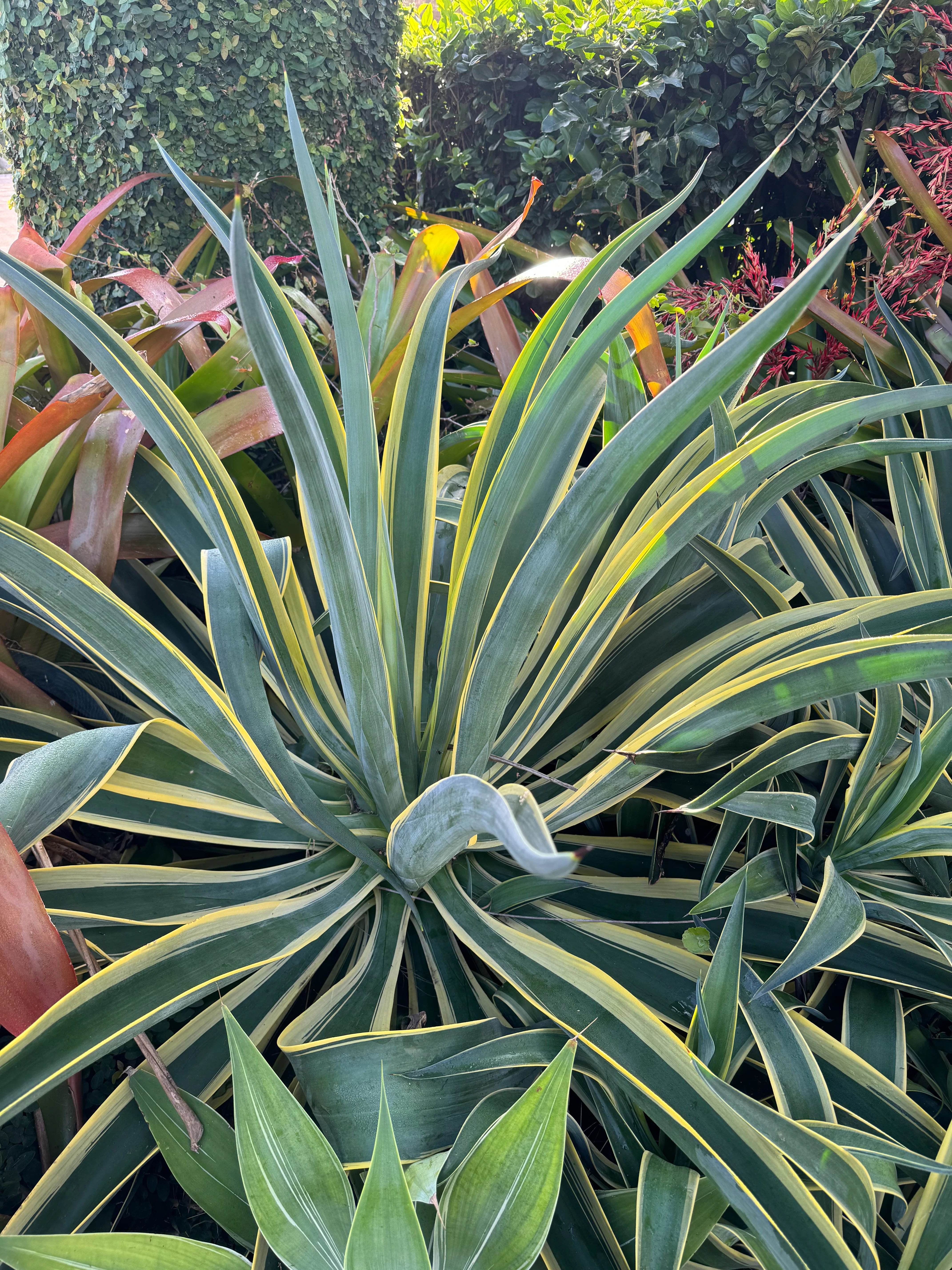 Agave Desmettiana Variegata Dwarf Century Plant - Image 10