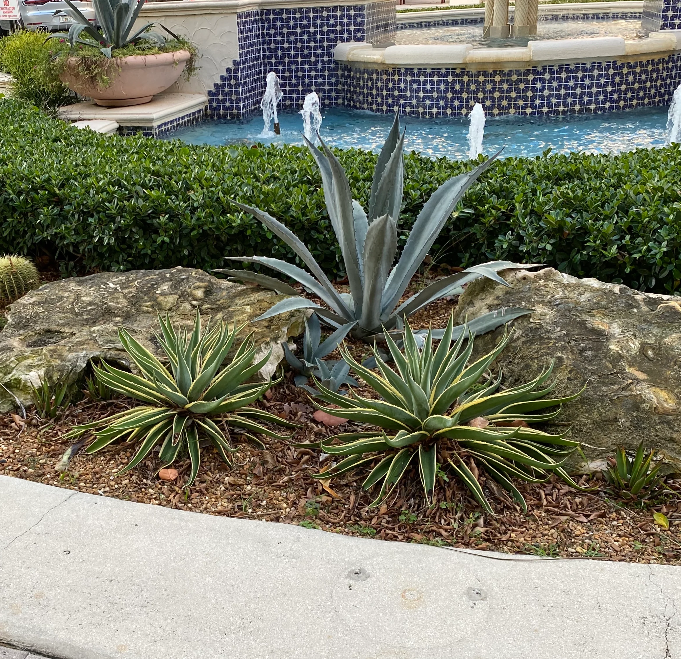Agave Desmettiana Variegata Dwarf Century Plant - Image 3