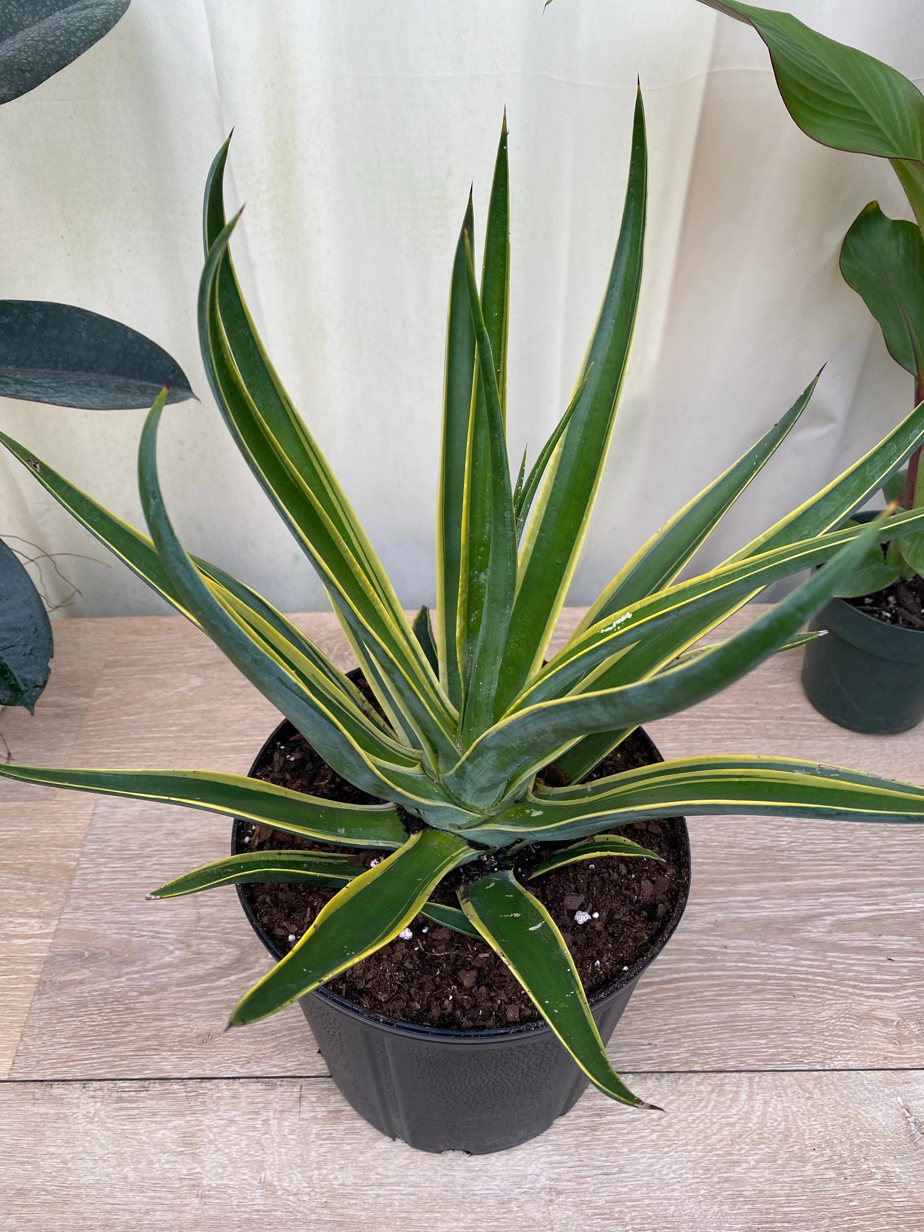 Agave Desmettiana Variegata Dwarf Century Plant - Image 4