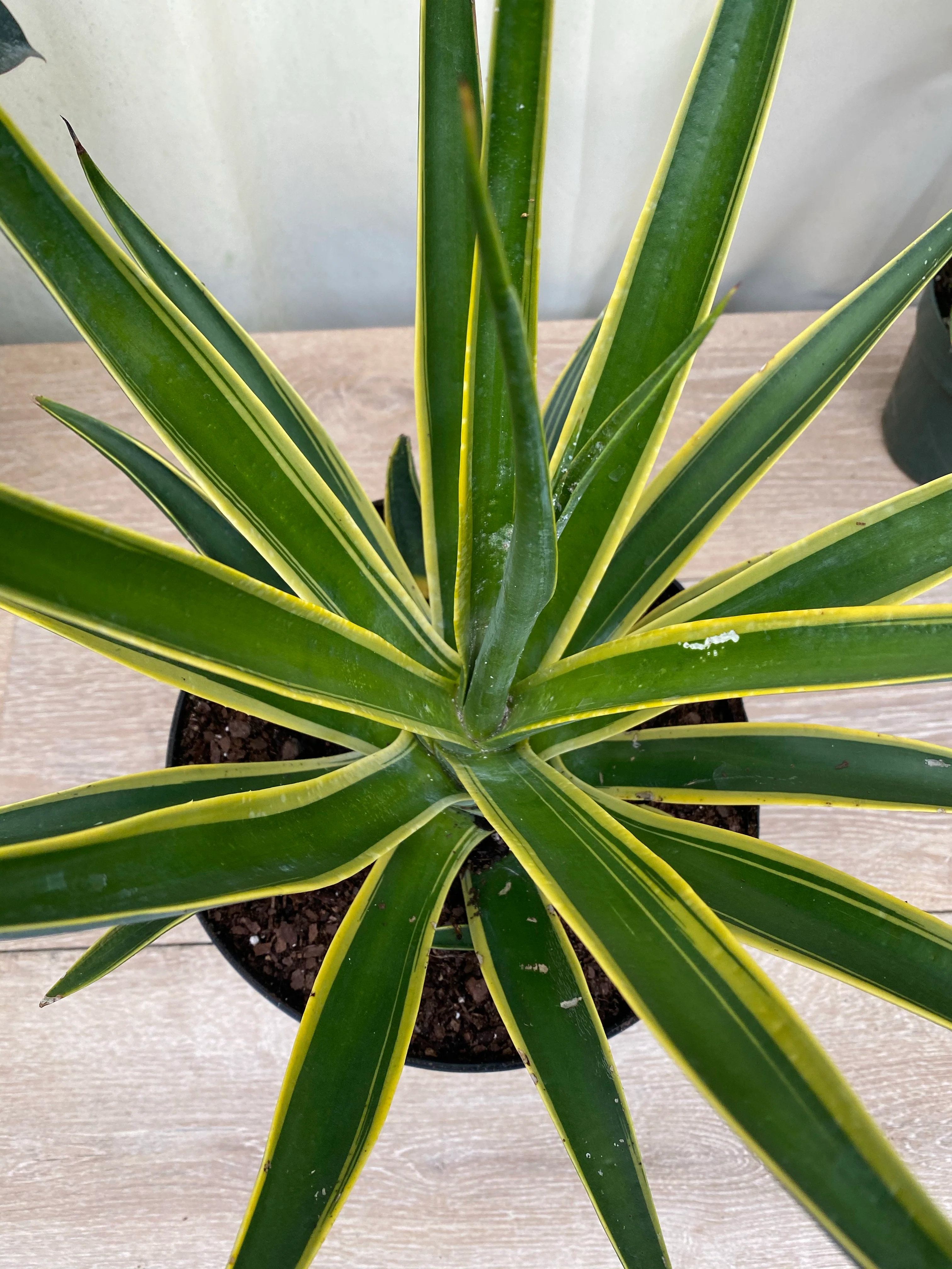 Agave Desmettiana Variegata Dwarf Century Plant - Image 5