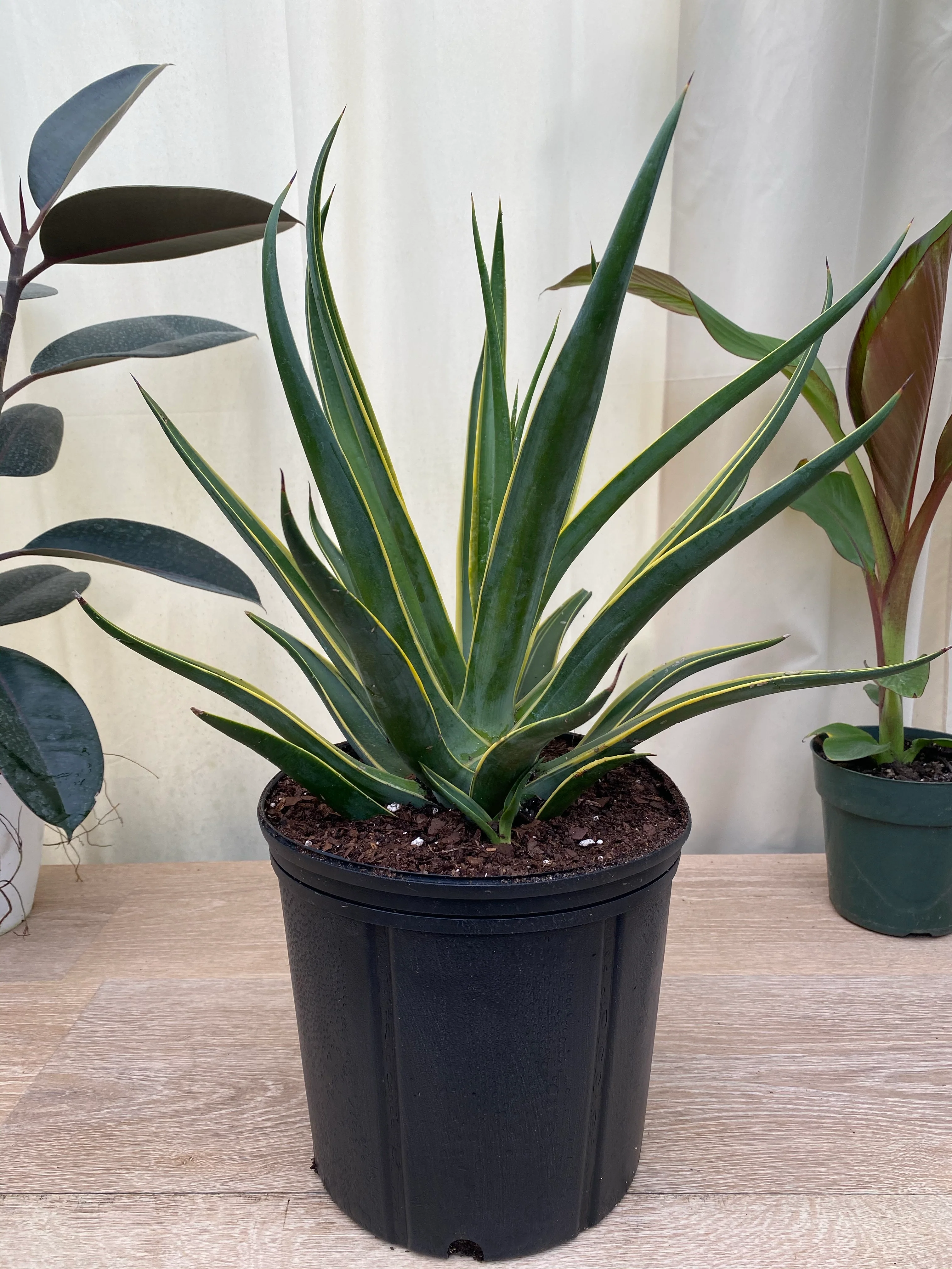 Agave Desmettiana Variegata Dwarf Century Plant - Image 6