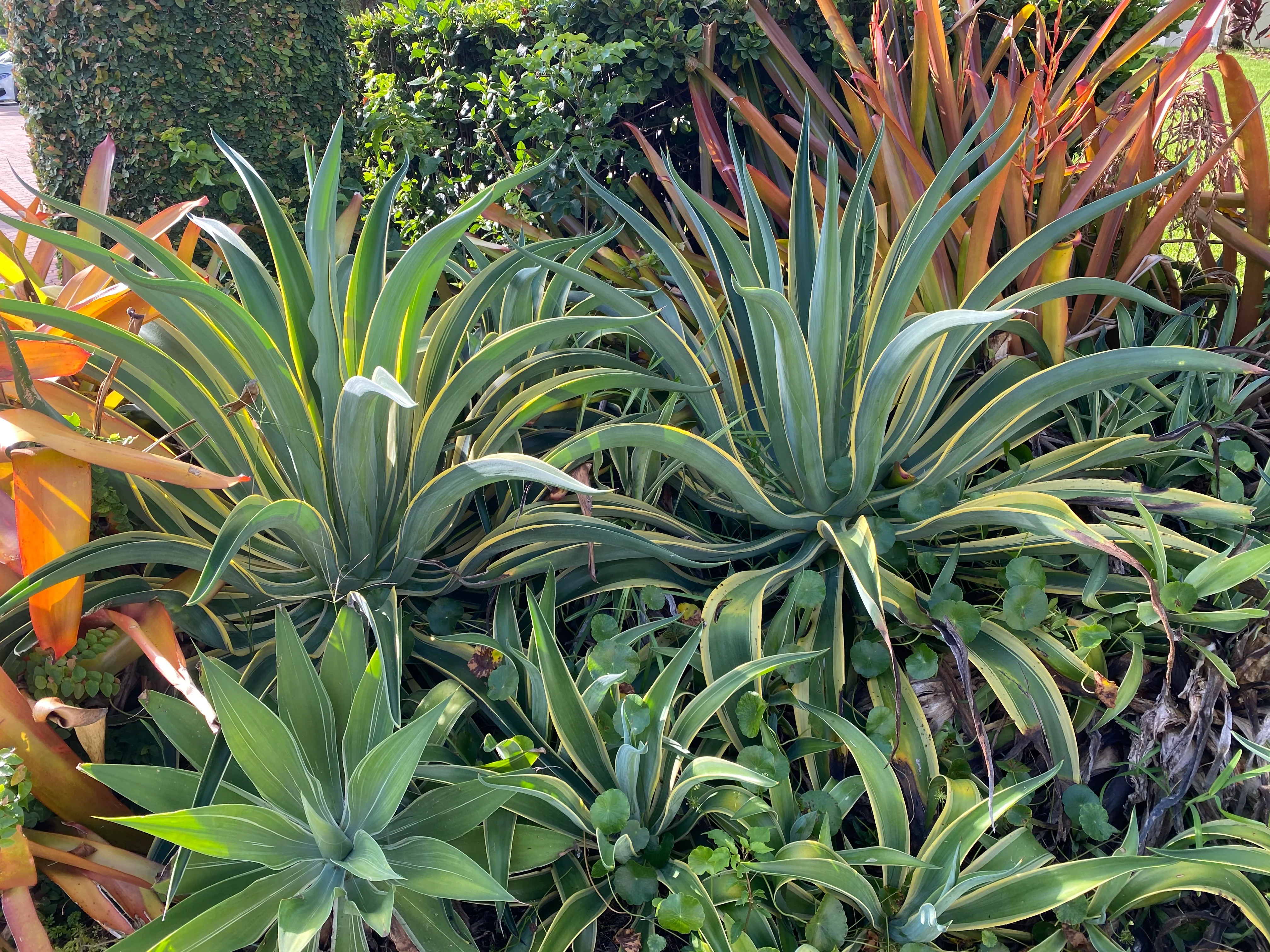 Agave Desmettiana Variegata Dwarf Century Plant - Image 8