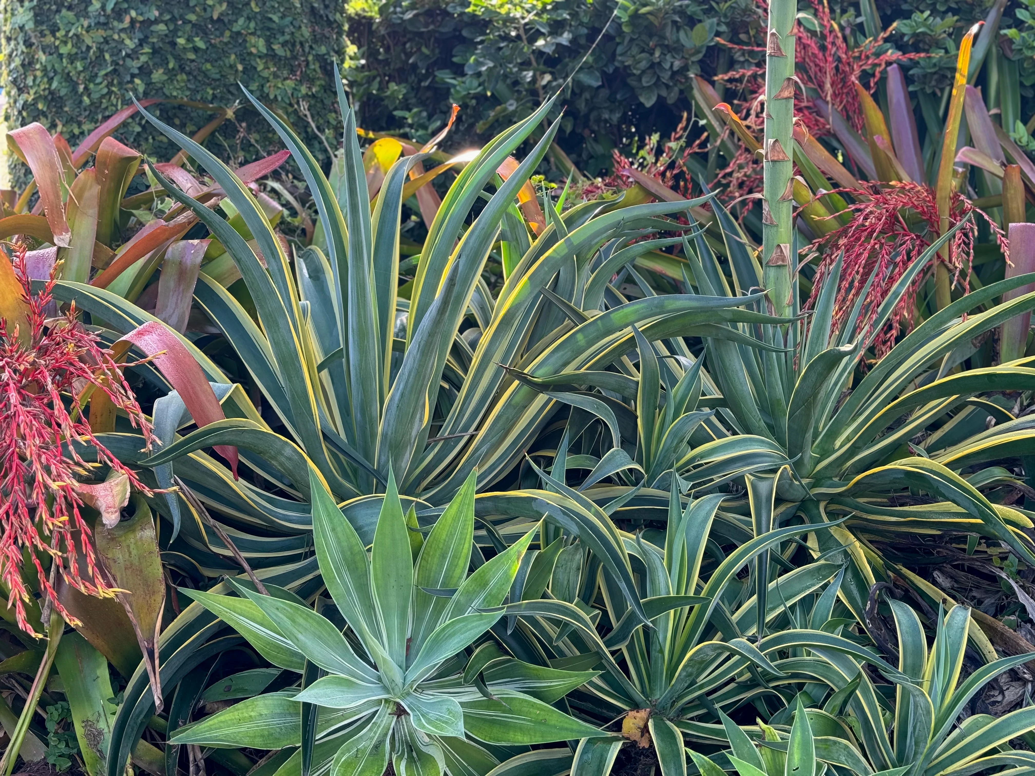 Agave Desmettiana Variegata Dwarf Century Plant - Image 9