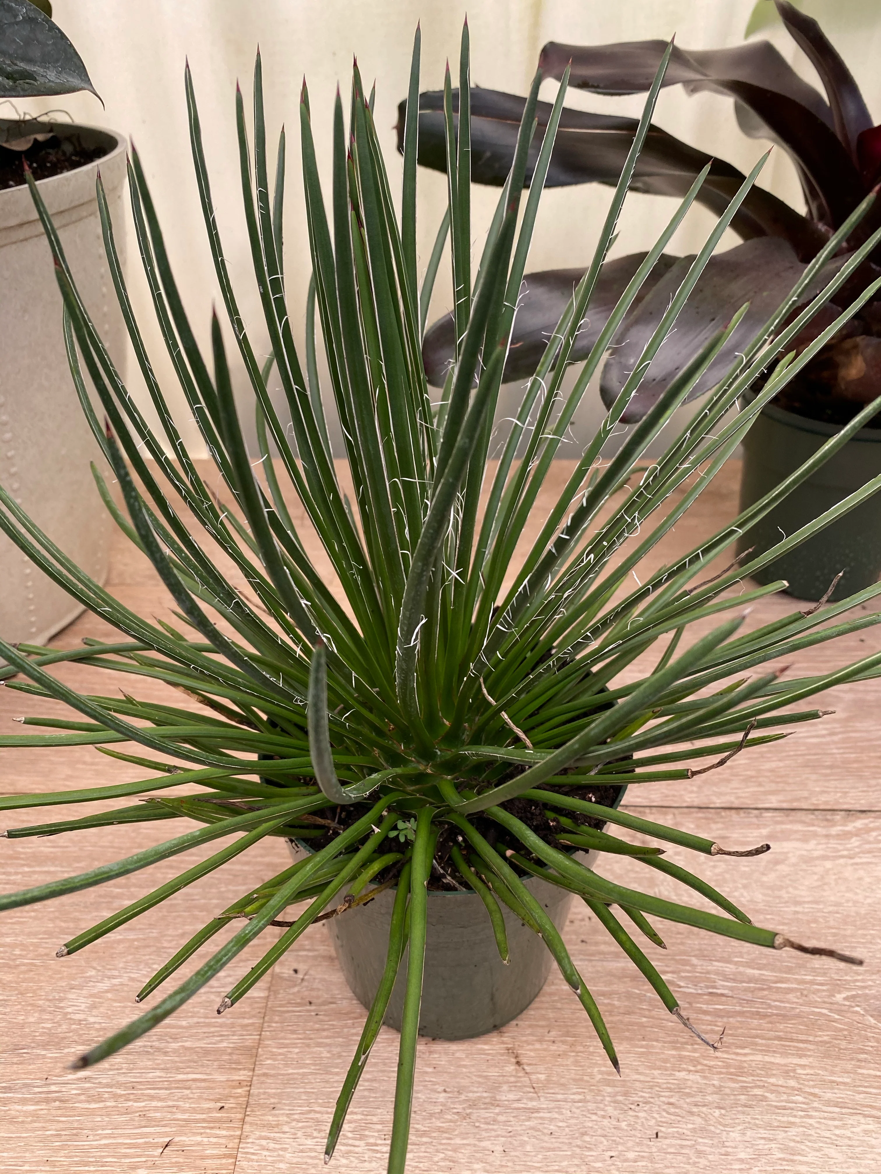 Agave Geminiflora 'Rasta Man' - Image 3