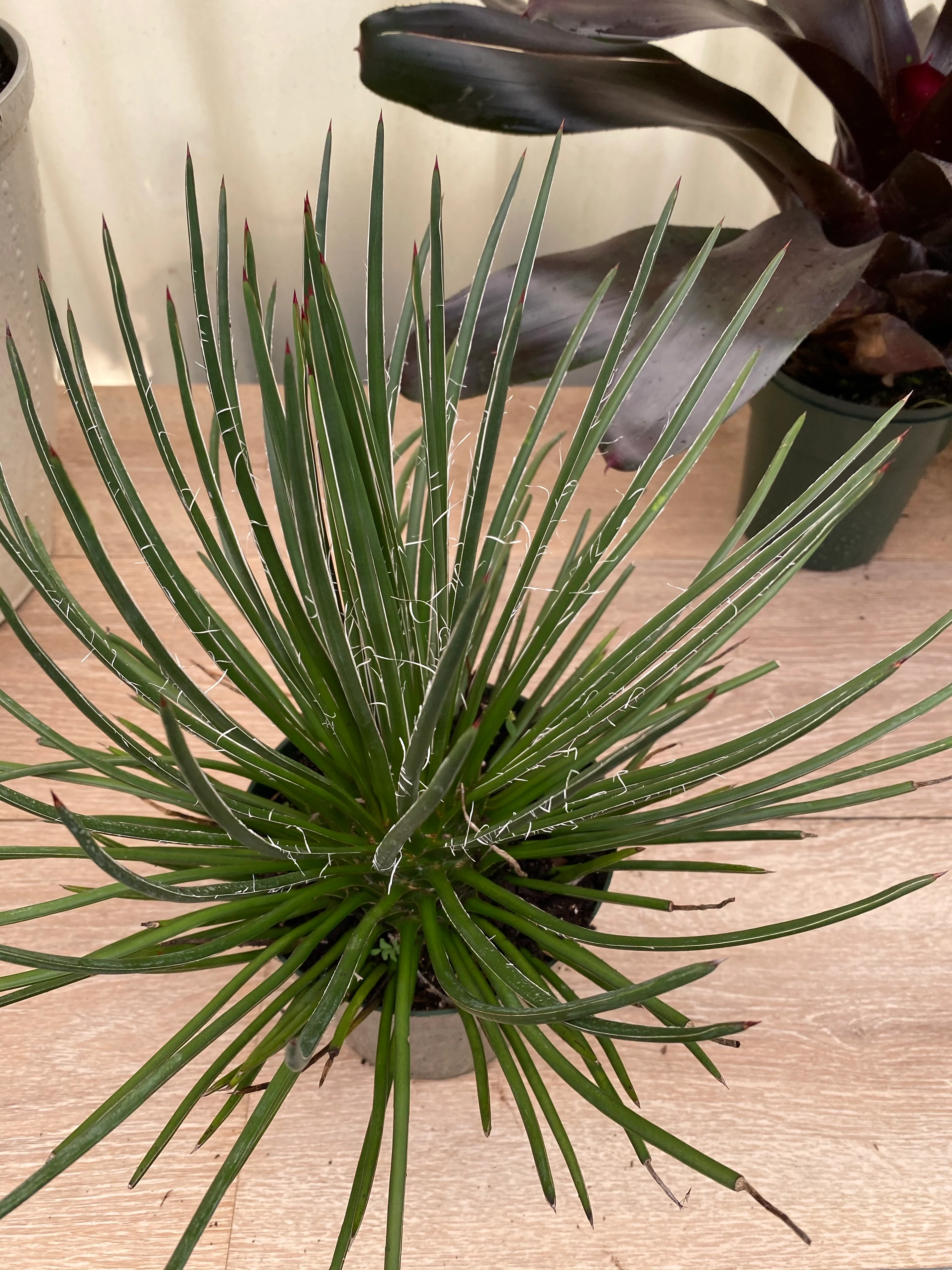 Agave Geminiflora 'Rasta Man' - Image 4