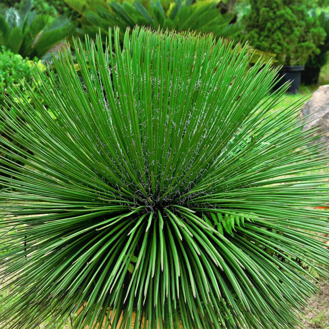 Agave Geminiflora Twin Flower - Image 3