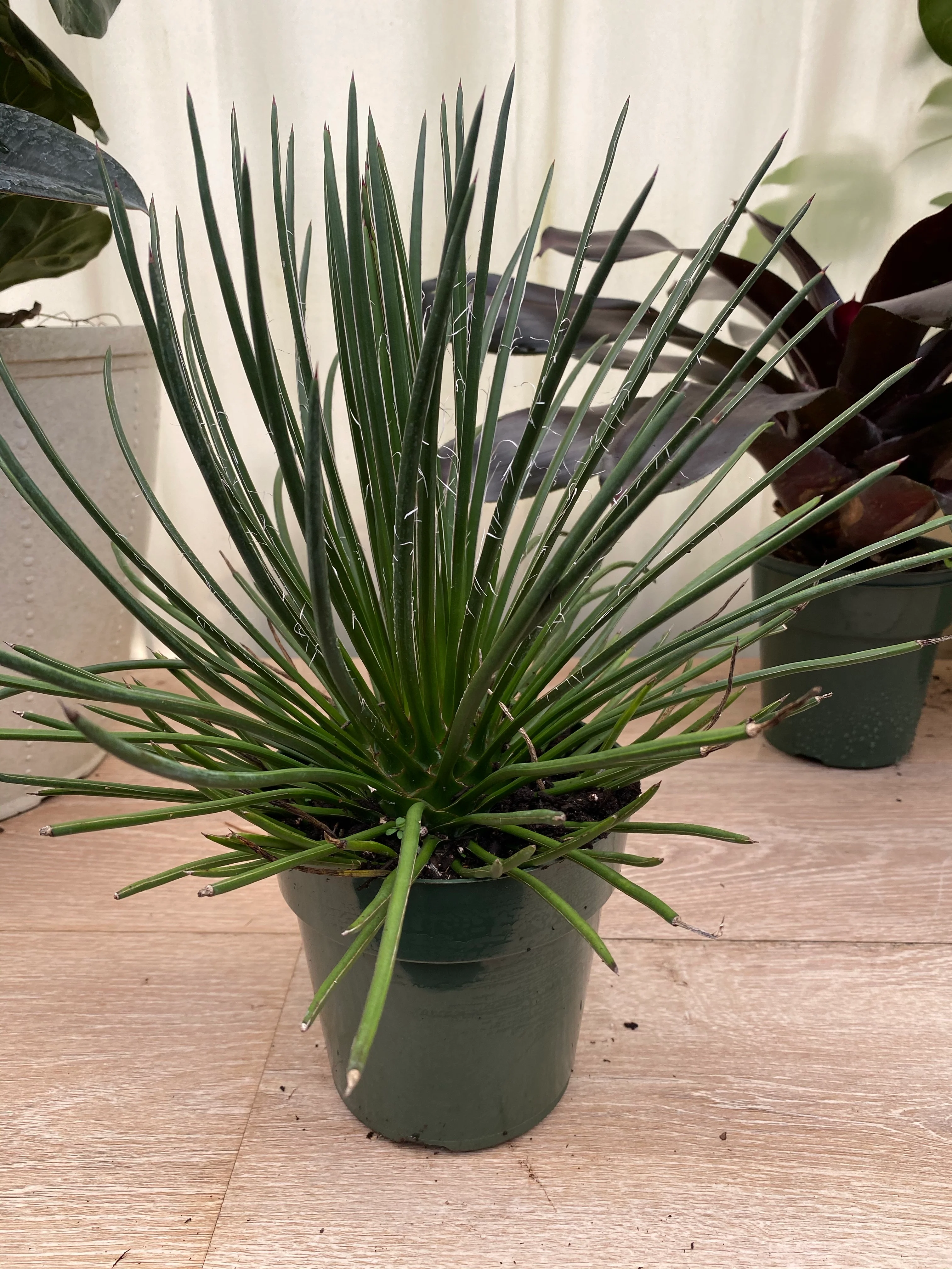 Agave Geminiflora Twin Flower - Image 4