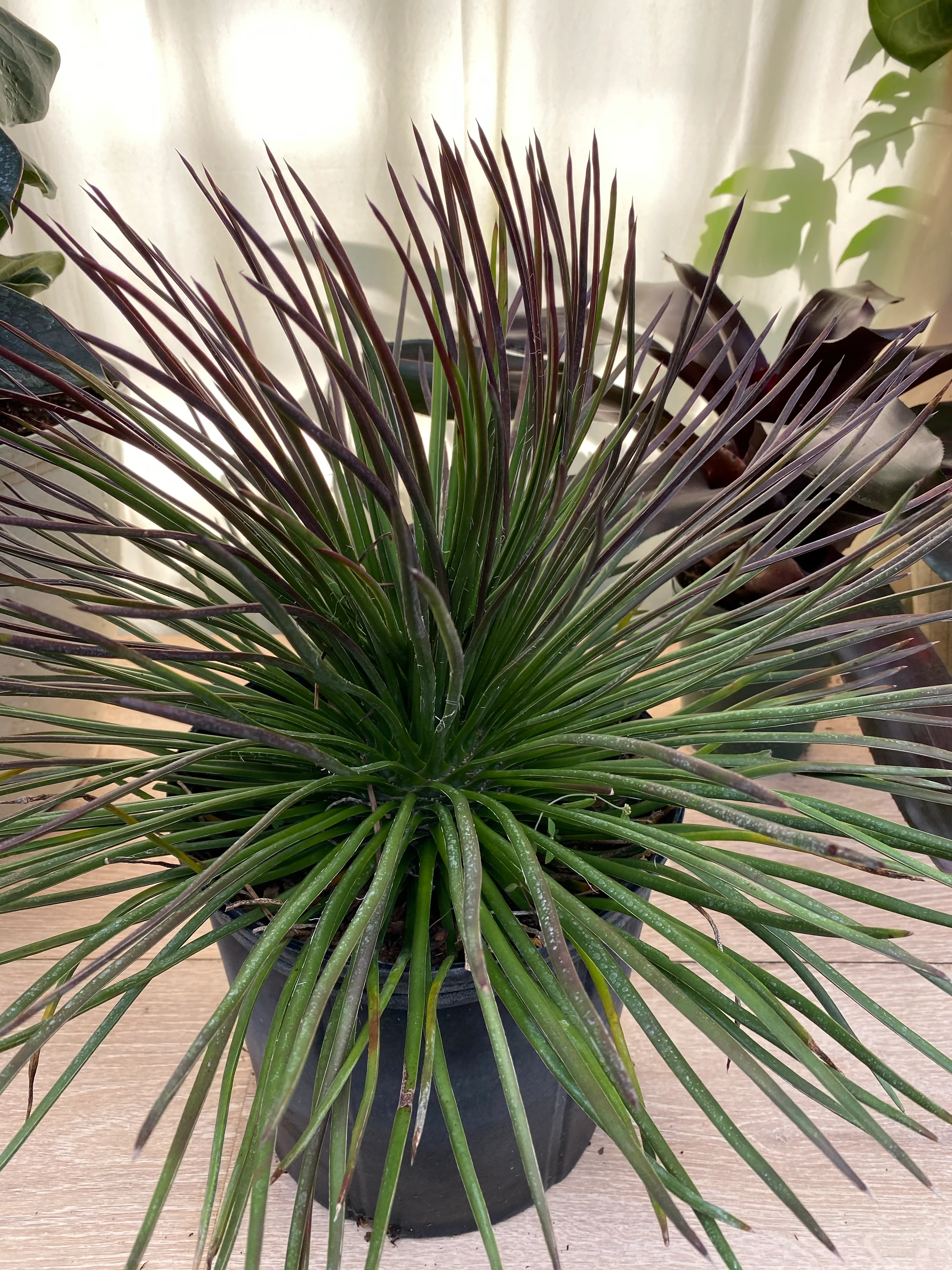 Agave Geminiflora Twin Flower - Image 6