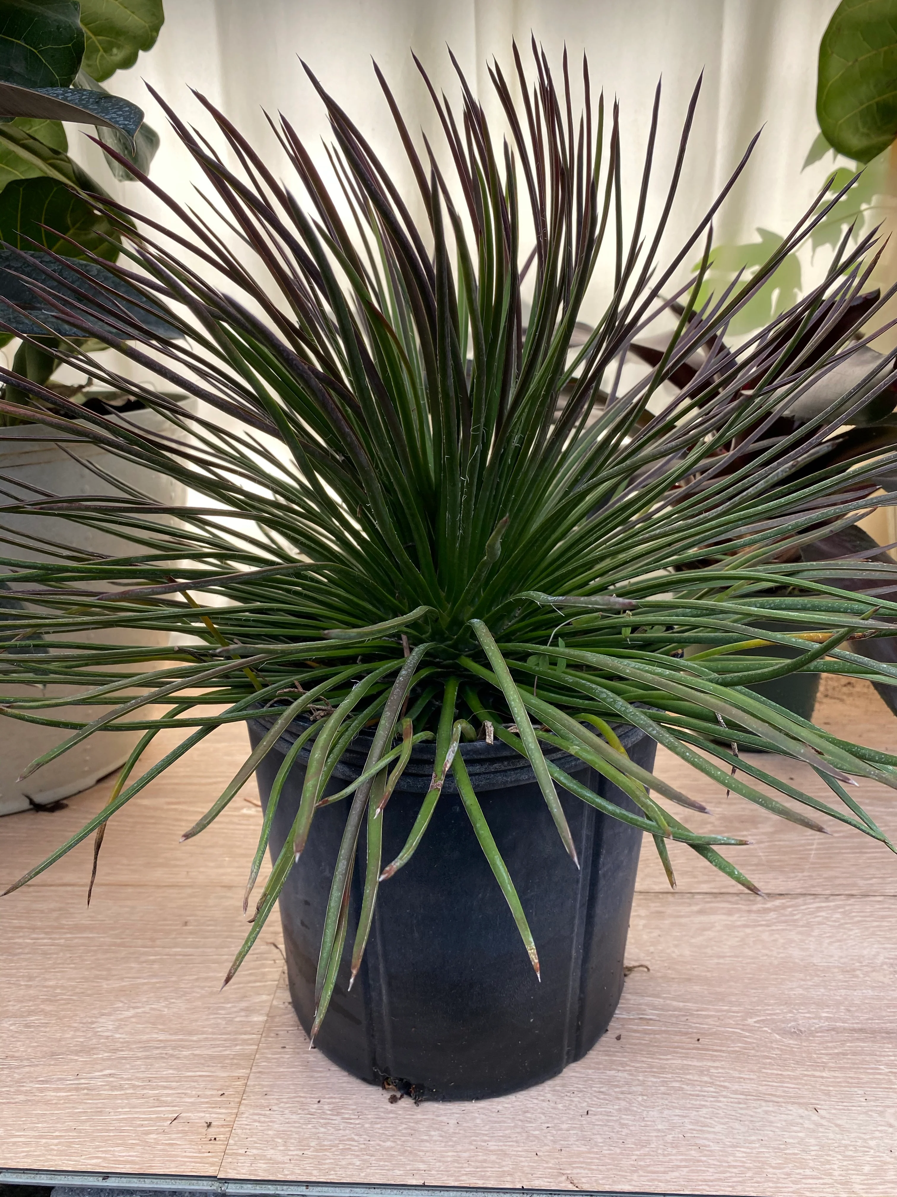 Agave Geminiflora Twin Flower - Image 7