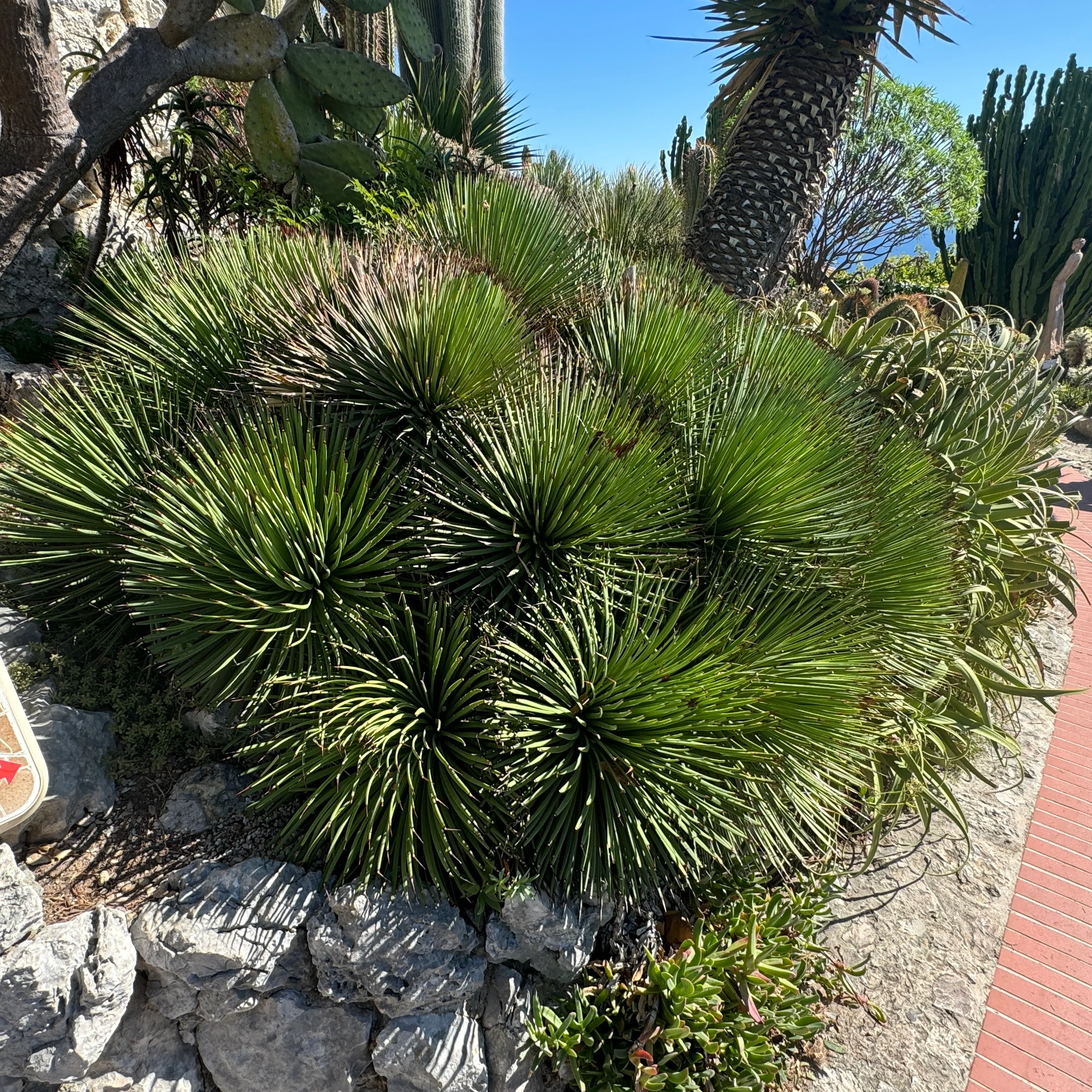 Agave Geminiflora Twin Flower - Image 9