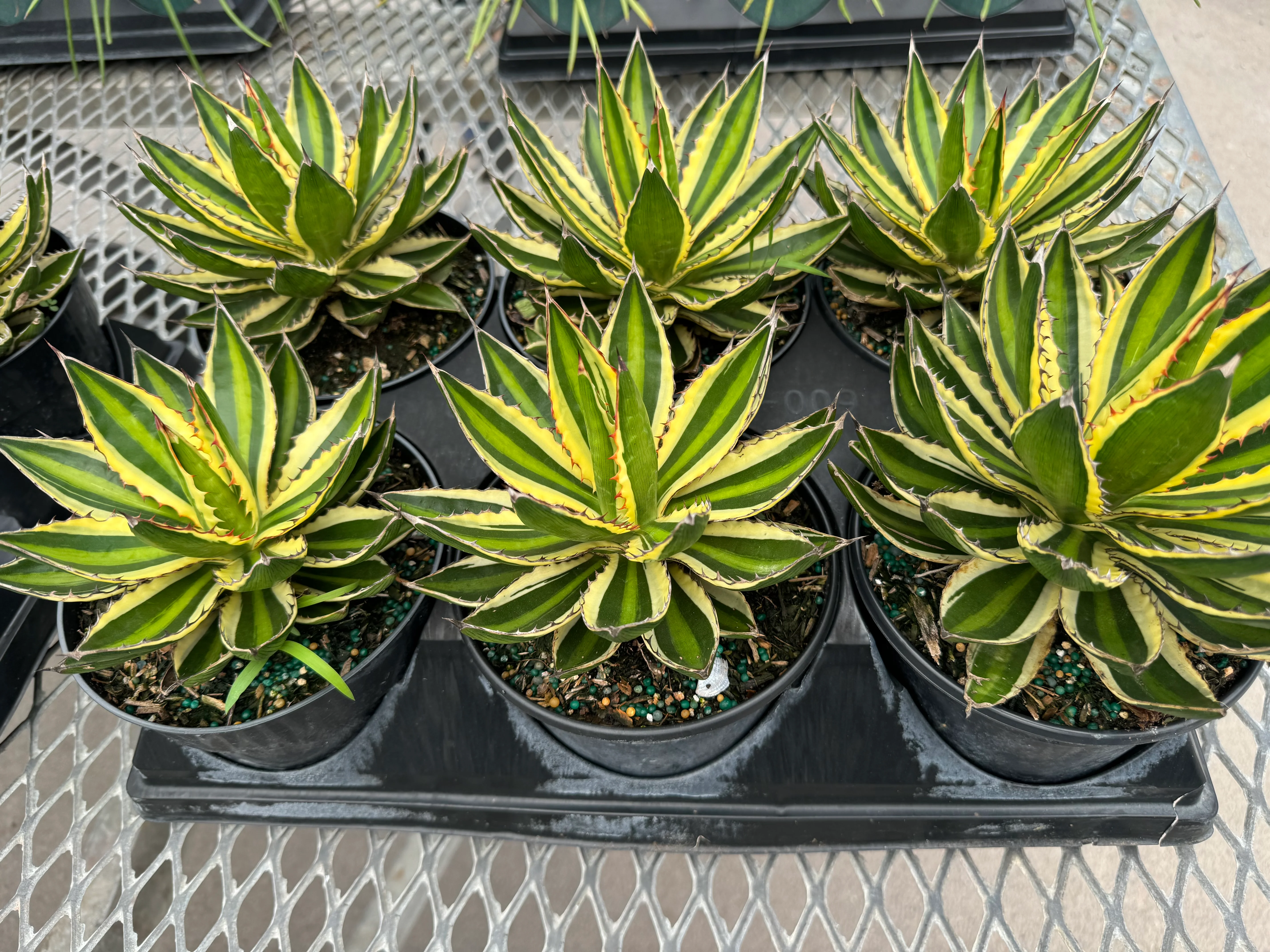 Agave lophantha 'Quadricolor', Green-Yellow - Image 3