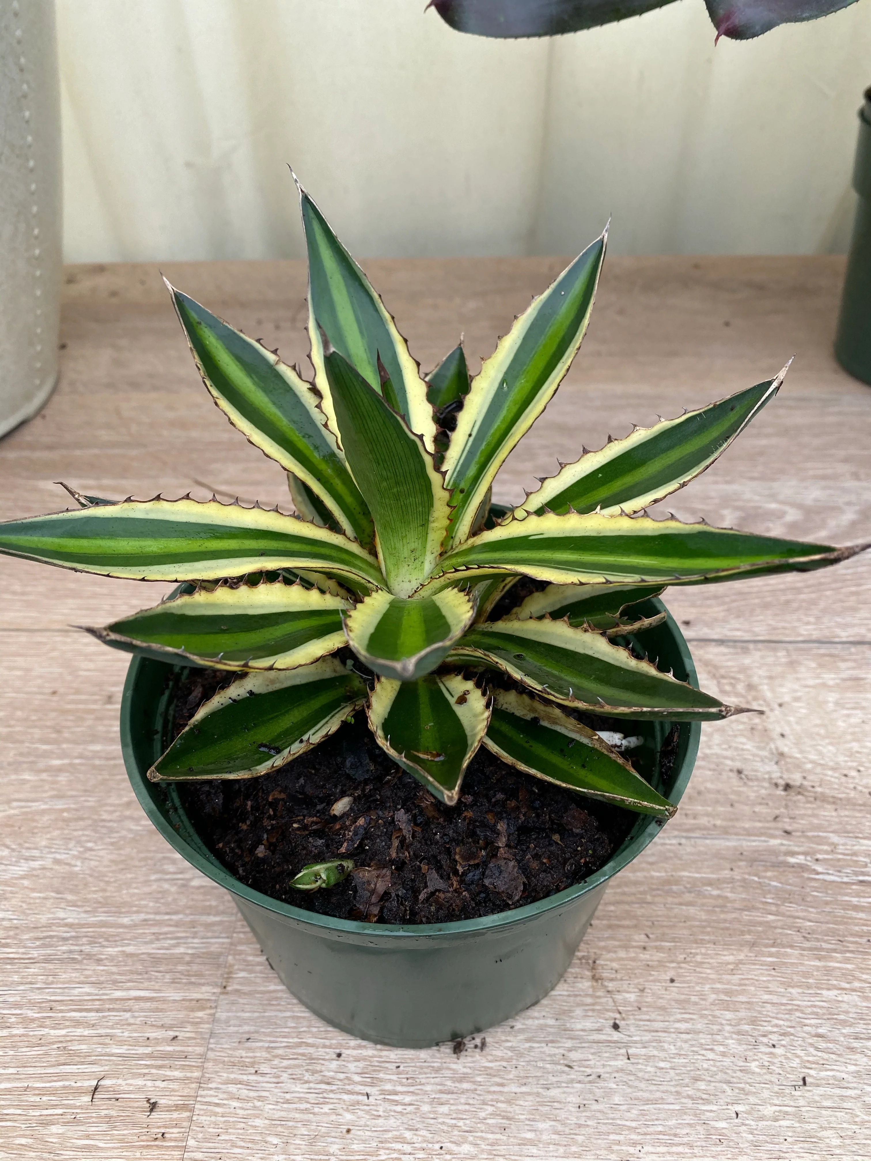 Agave lophantha 'Quadricolor', Green-Yellow - Image 4