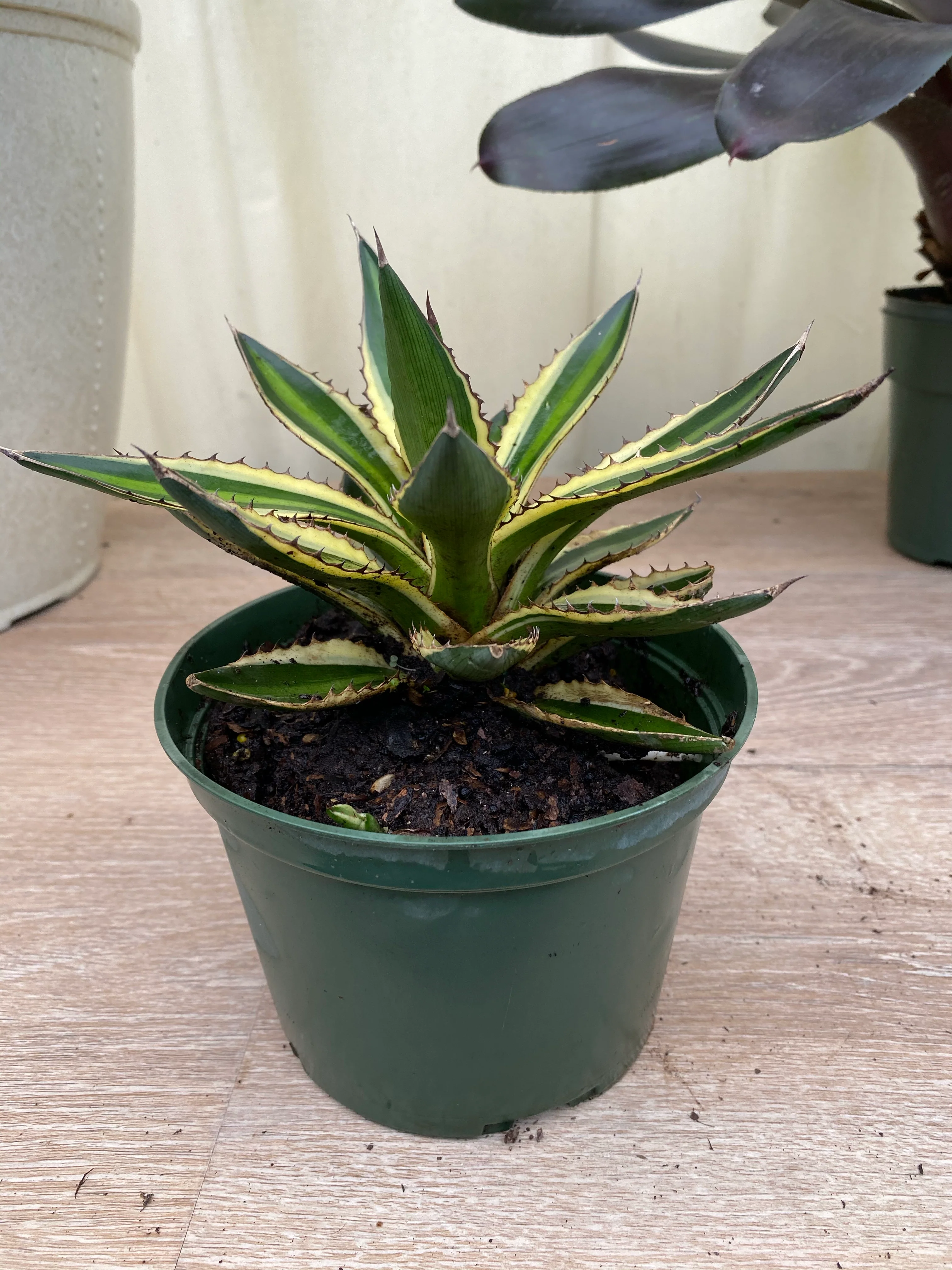 Agave lophantha 'Quadricolor', Green-Yellow - Image 5