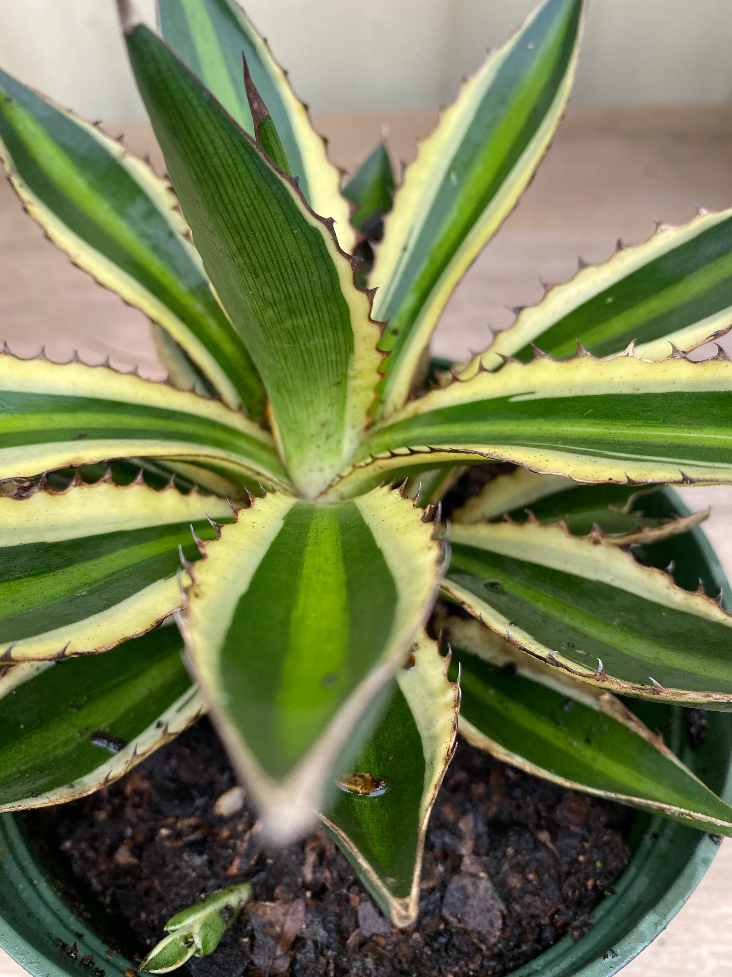 Agave lophantha 'Quadricolor', Green-Yellow - Image 6