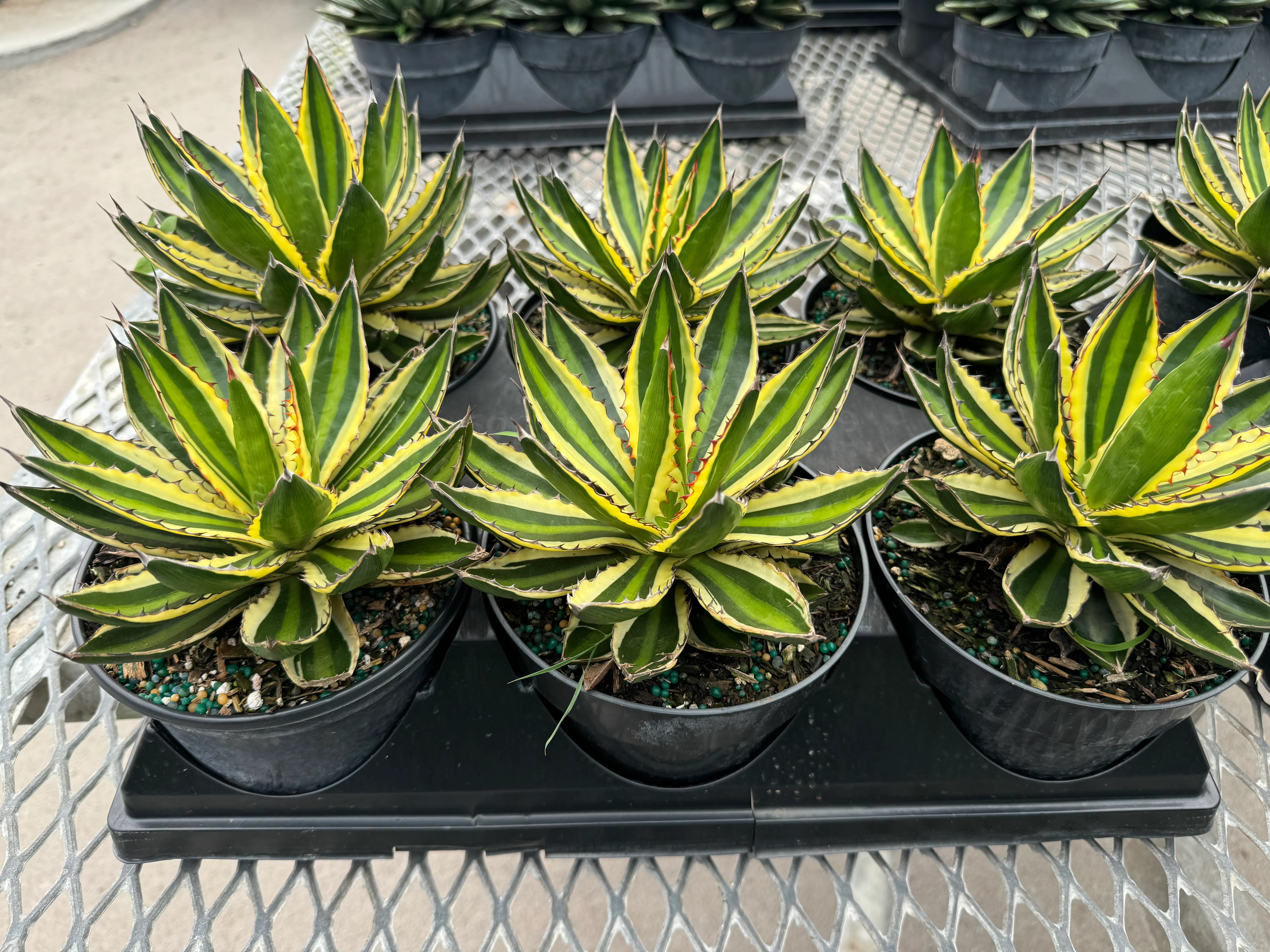 Agave lophantha 'Quadricolor', Green-Yellow - Image 7