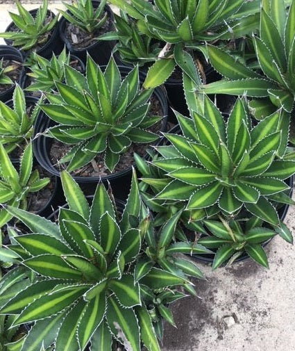 Agave lophantha 'Splendida' Green - Image 3