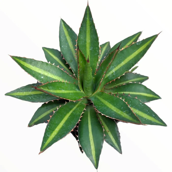 Agave lophantha 'Splendida' Green - Image 4