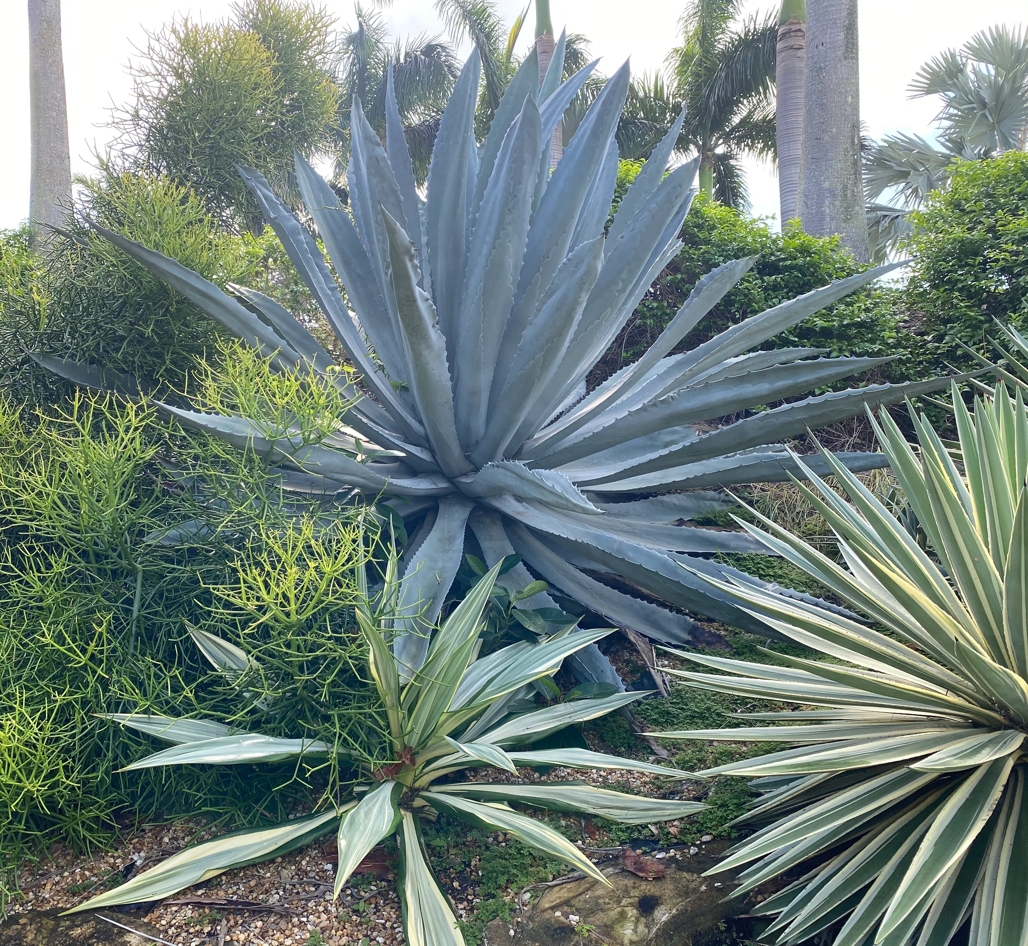 Super Blue Agave Americana, Century Plant - Image 5