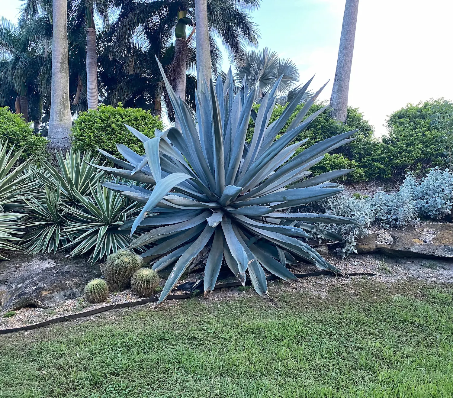 Super Blue Agave Americana, Century Plant - Image 3