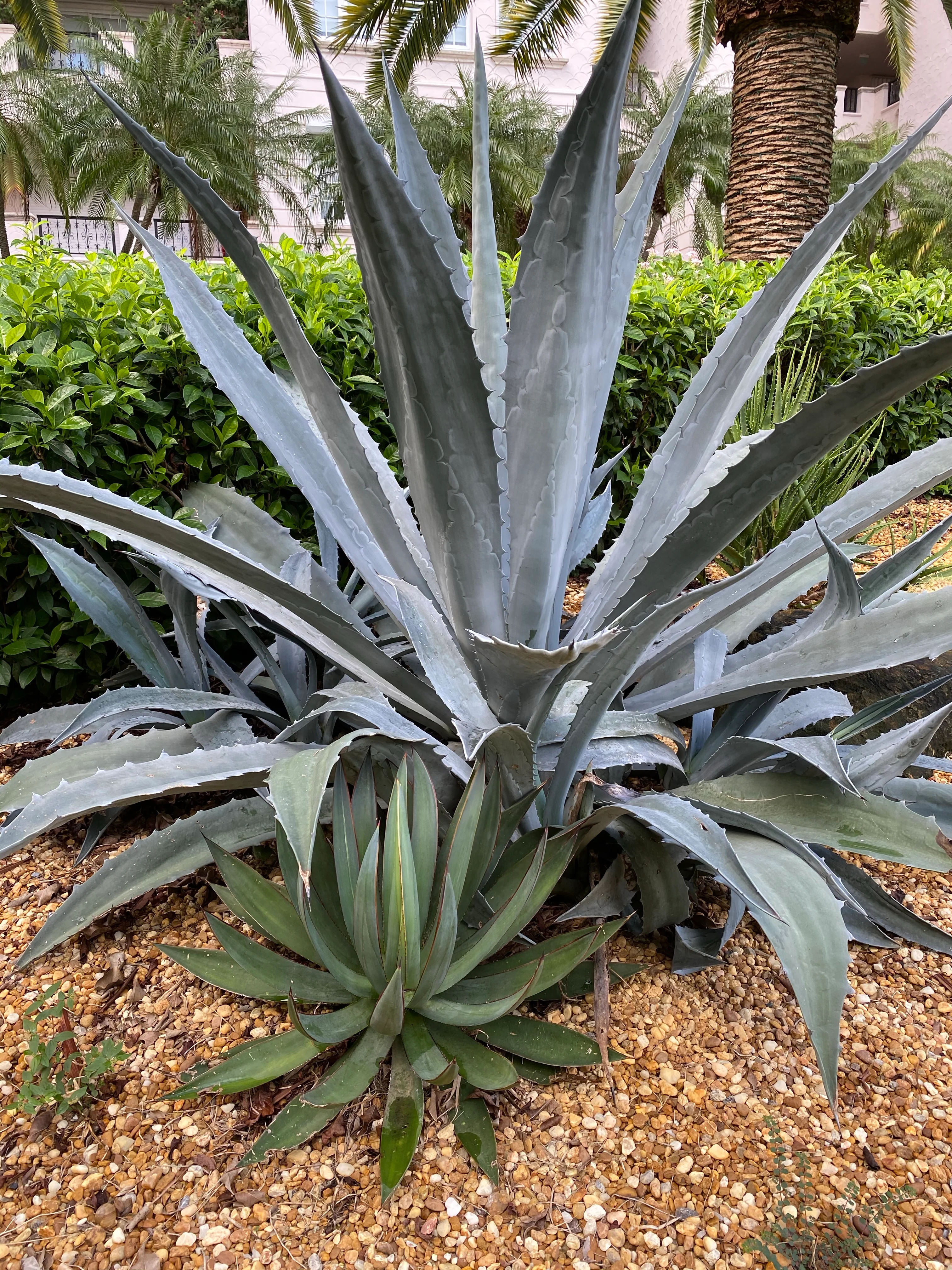 Super Blue Agave Americana, Century Plant - Image 6