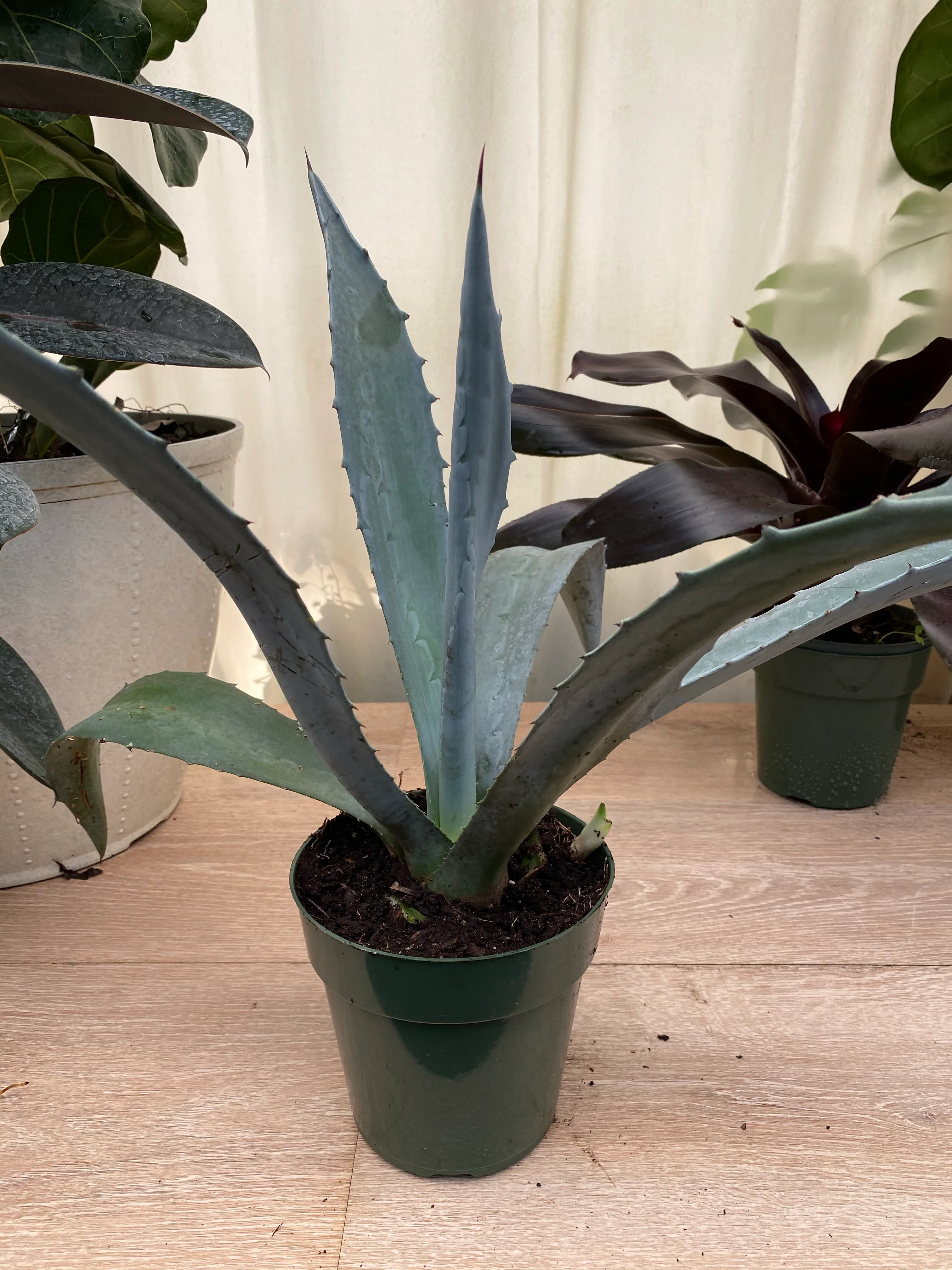 Super Blue Agave Americana, Century Plant - Image 7