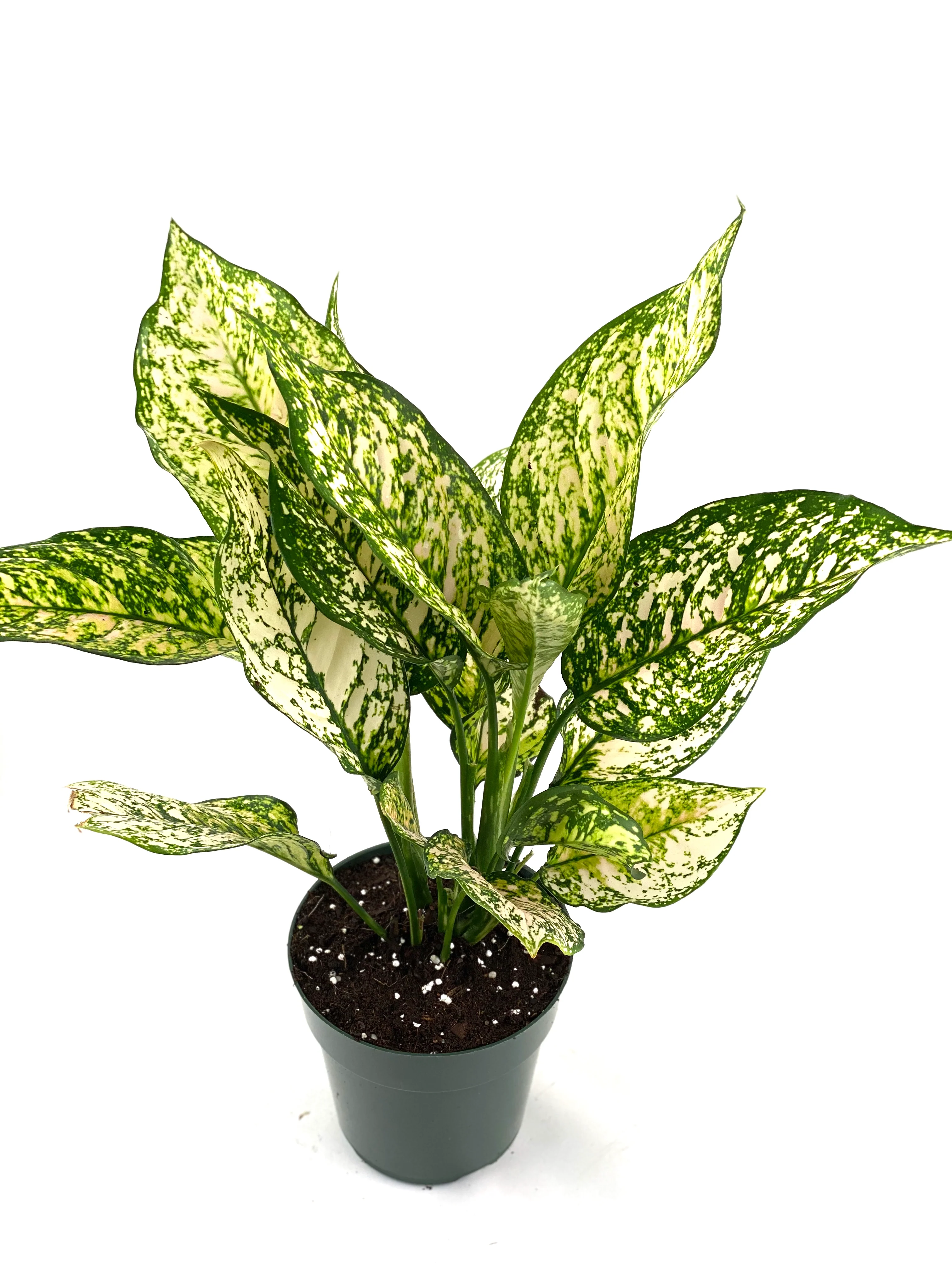 Aglaonema Etta Rose Chinese Evergreen - Image 3
