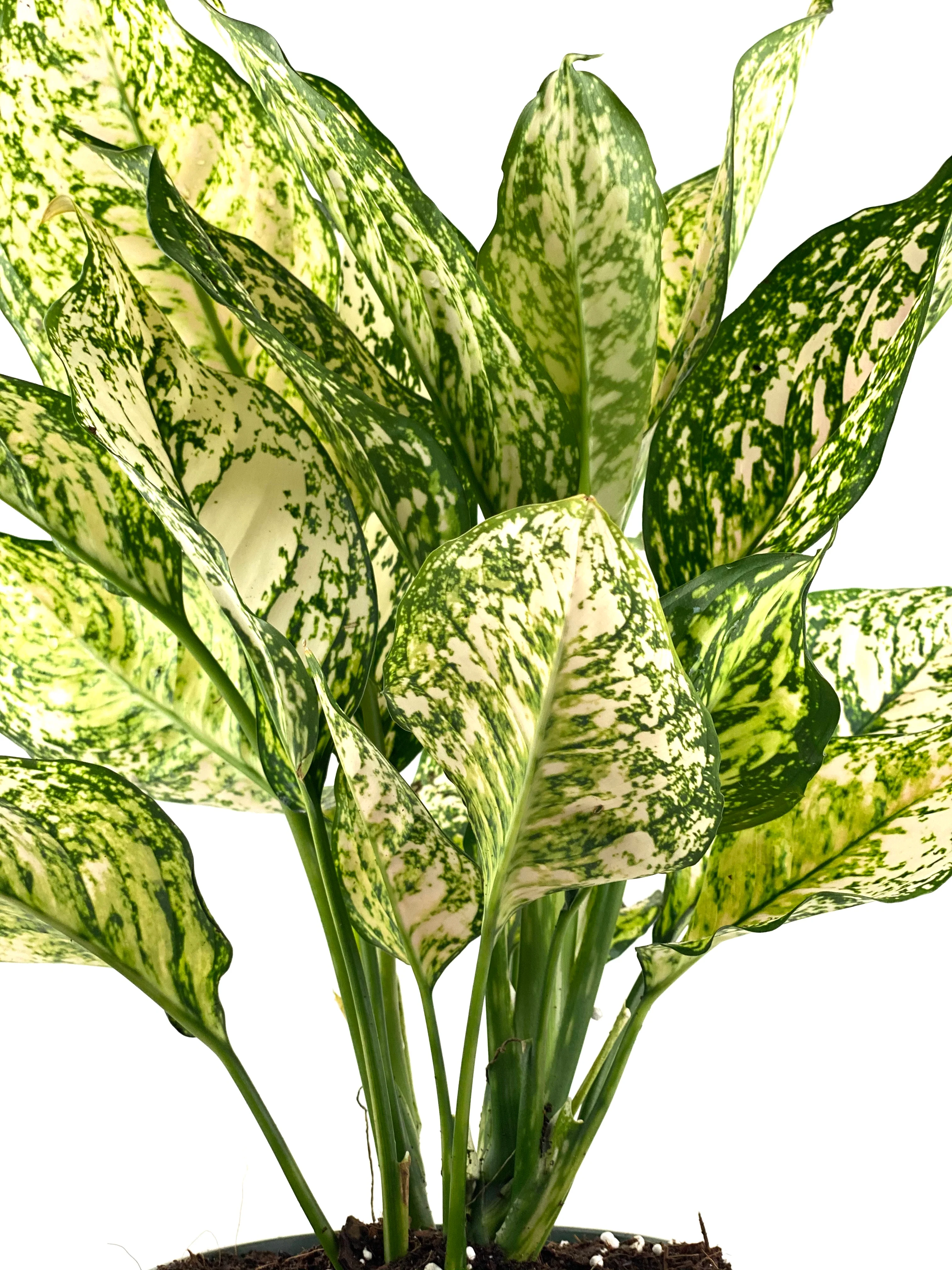 Aglaonema Etta Rose Chinese Evergreen - Image 4