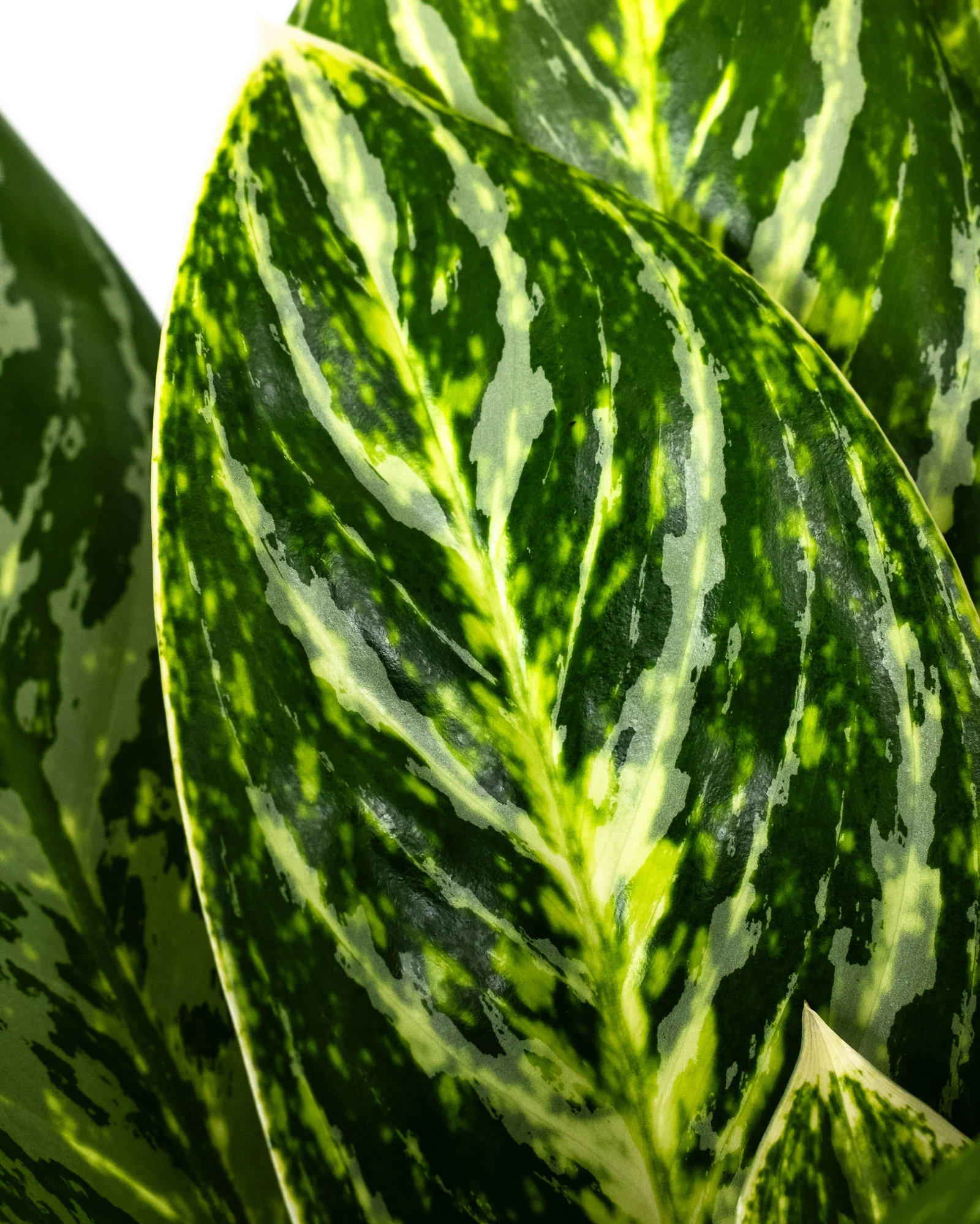 Aglaonema Golden Madonna Chinese Evergreen - Image 3