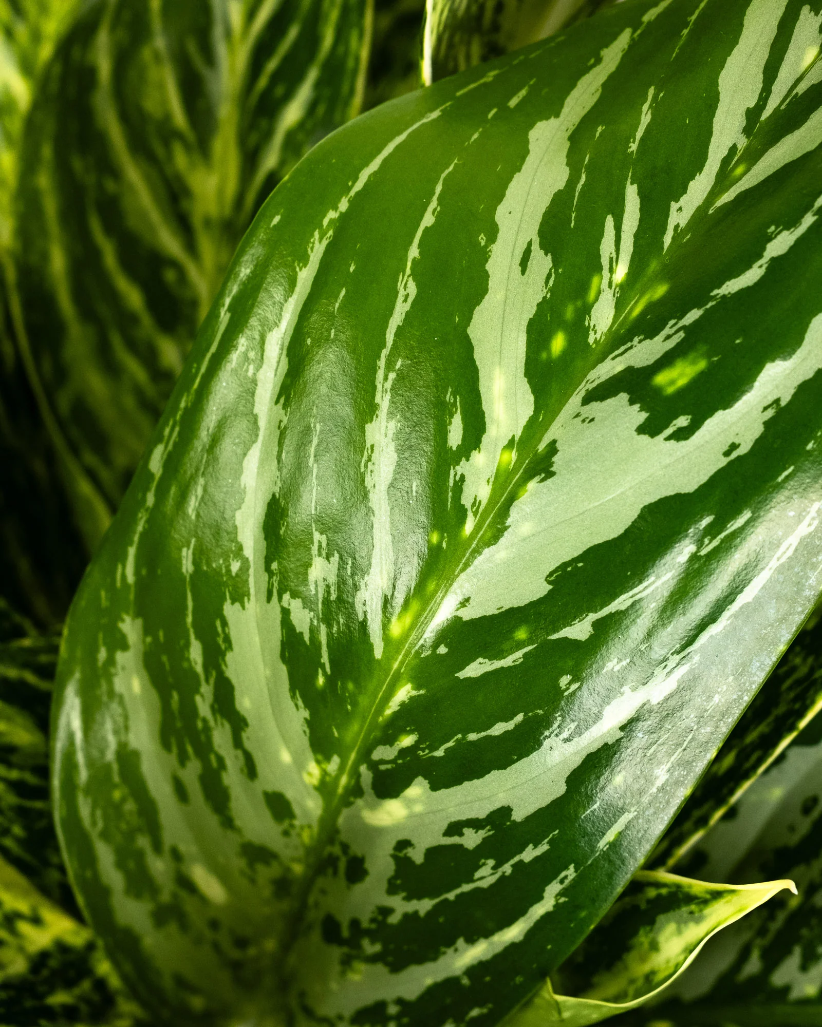 Aglaonema Golden Madonna Chinese Evergreen - Image 4