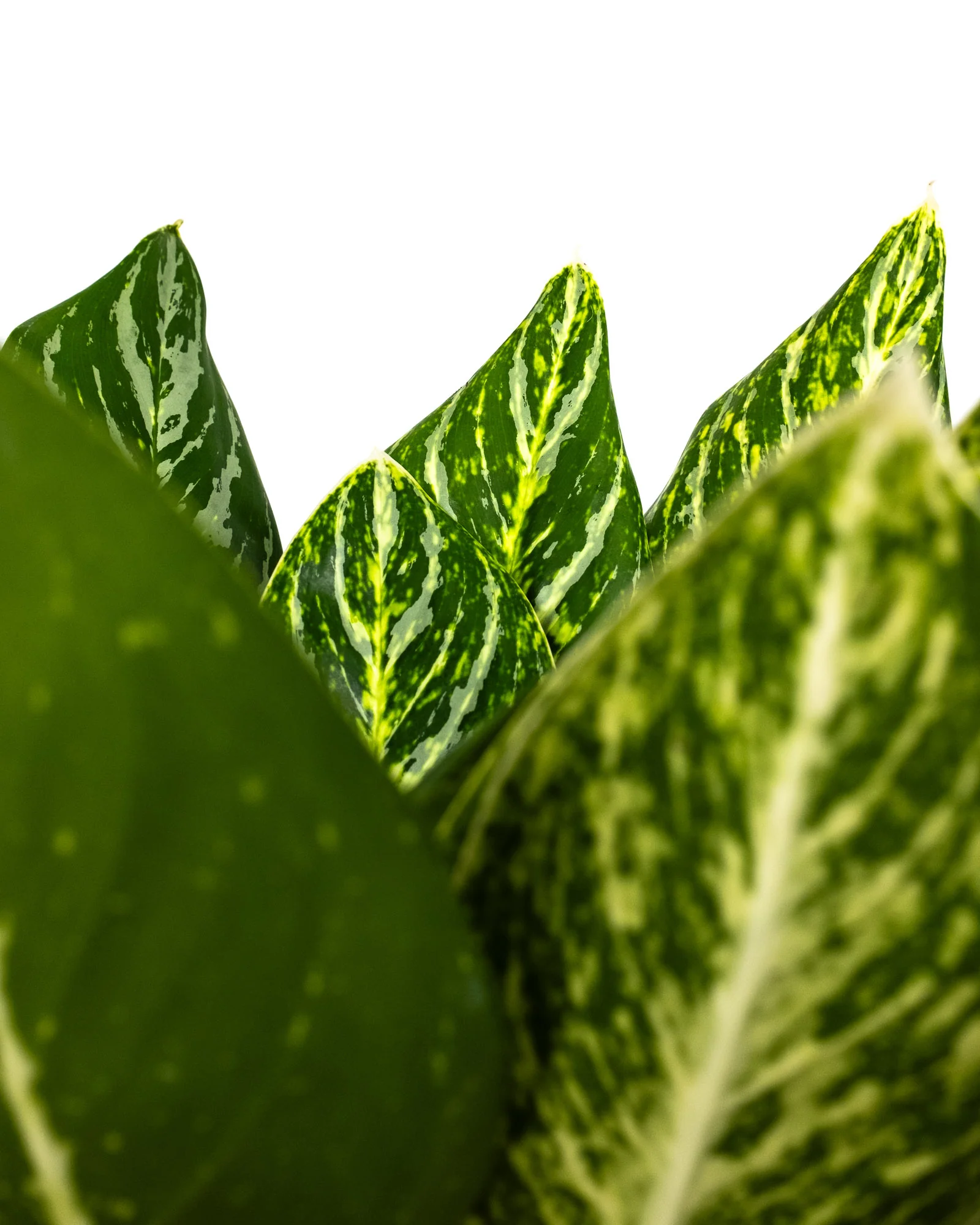 Aglaonema Golden Madonna Chinese Evergreen - Image 5