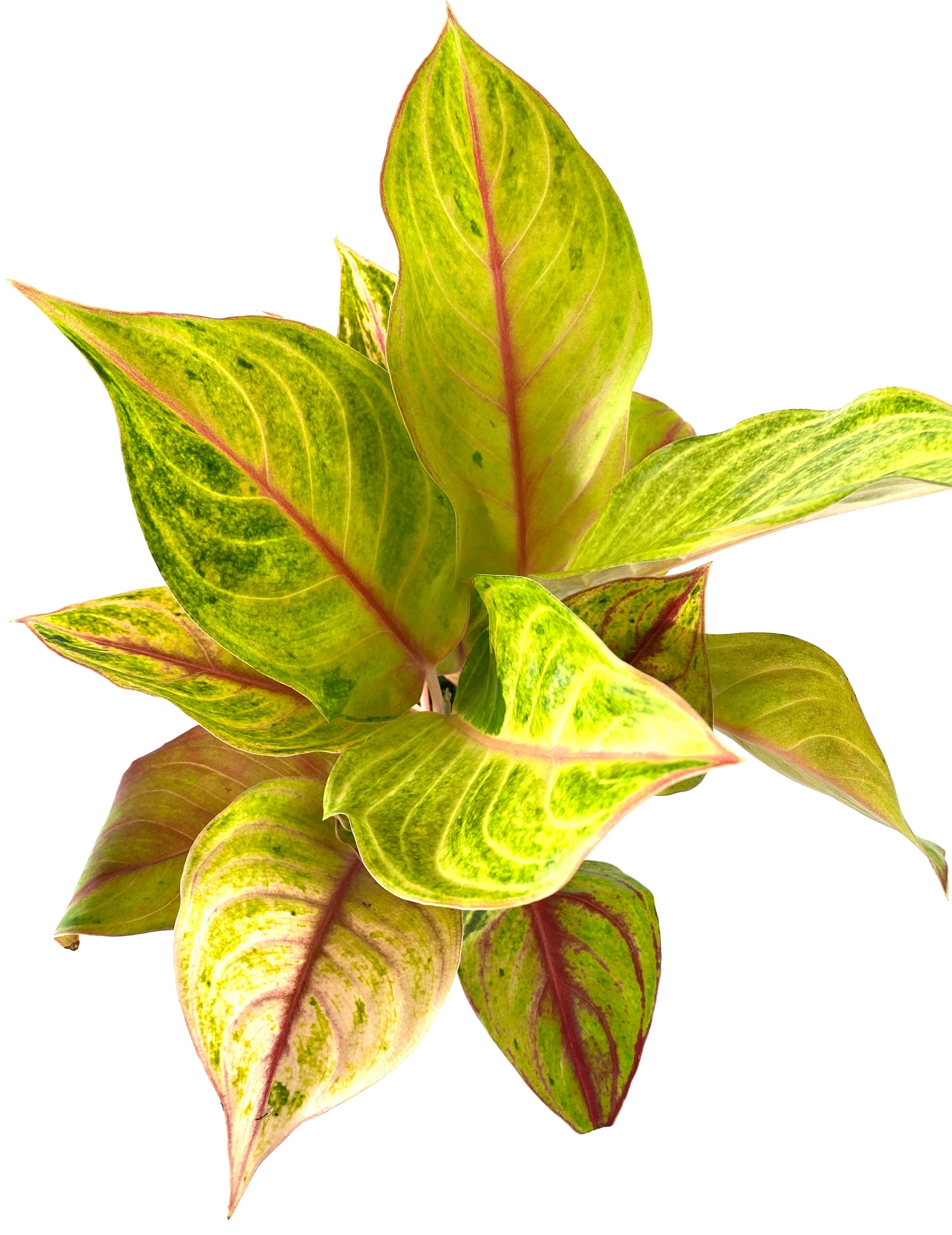 Aglaonema Golden Papaya Chinese Evergreen - Image 3